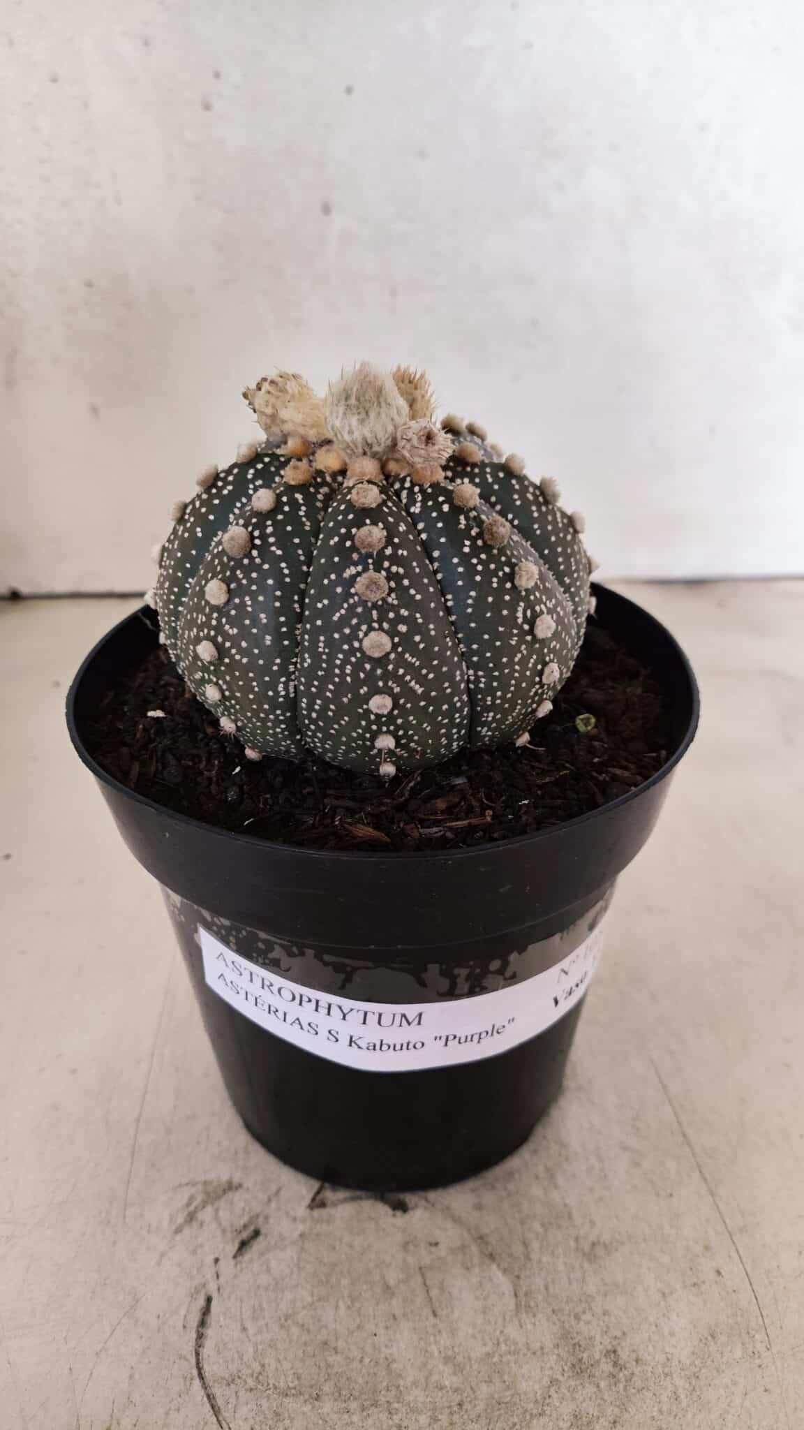 ASTROPHYTUM ASTERIAS SUPER KABUTO "PURPLE" Nº 1056 – vaso 15 - foto 6
