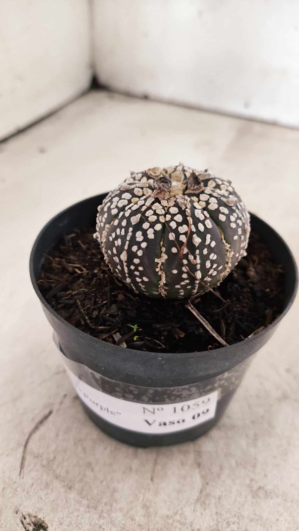 ASTROPHYTUM ASTERIAS SUPER KABUTO "PURPLE" Nº 1059 – vaso 09 - foto 2