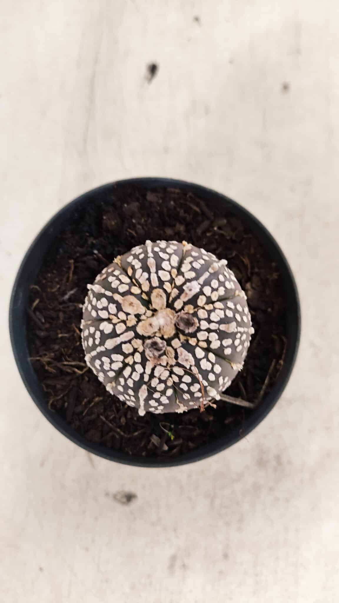 ASTROPHYTUM ASTERIAS SUPER KABUTO "PURPLE" Nº 1059 – vaso 09 - foto 3