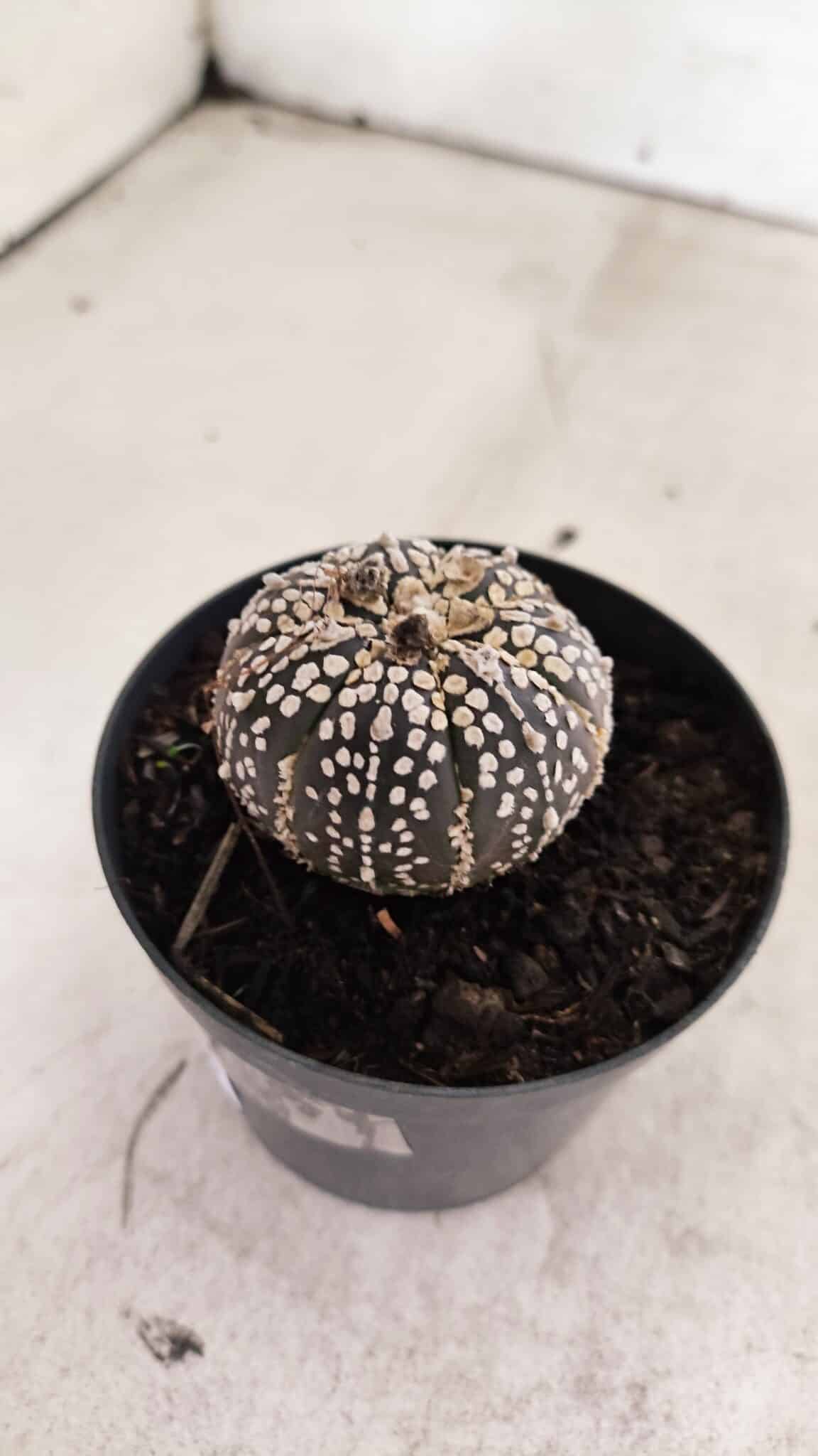 ASTROPHYTUM ASTERIAS SUPER KABUTO "PURPLE" Nº 1059 – vaso 09 - foto 7