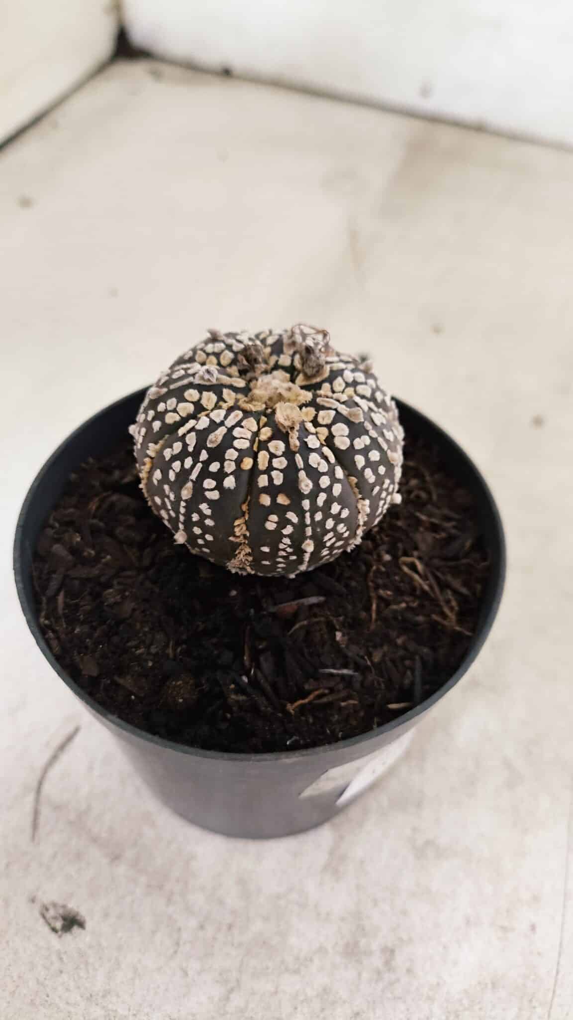 ASTROPHYTUM ASTERIAS SUPER KABUTO "PURPLE" Nº 1059 – vaso 09 - foto 6