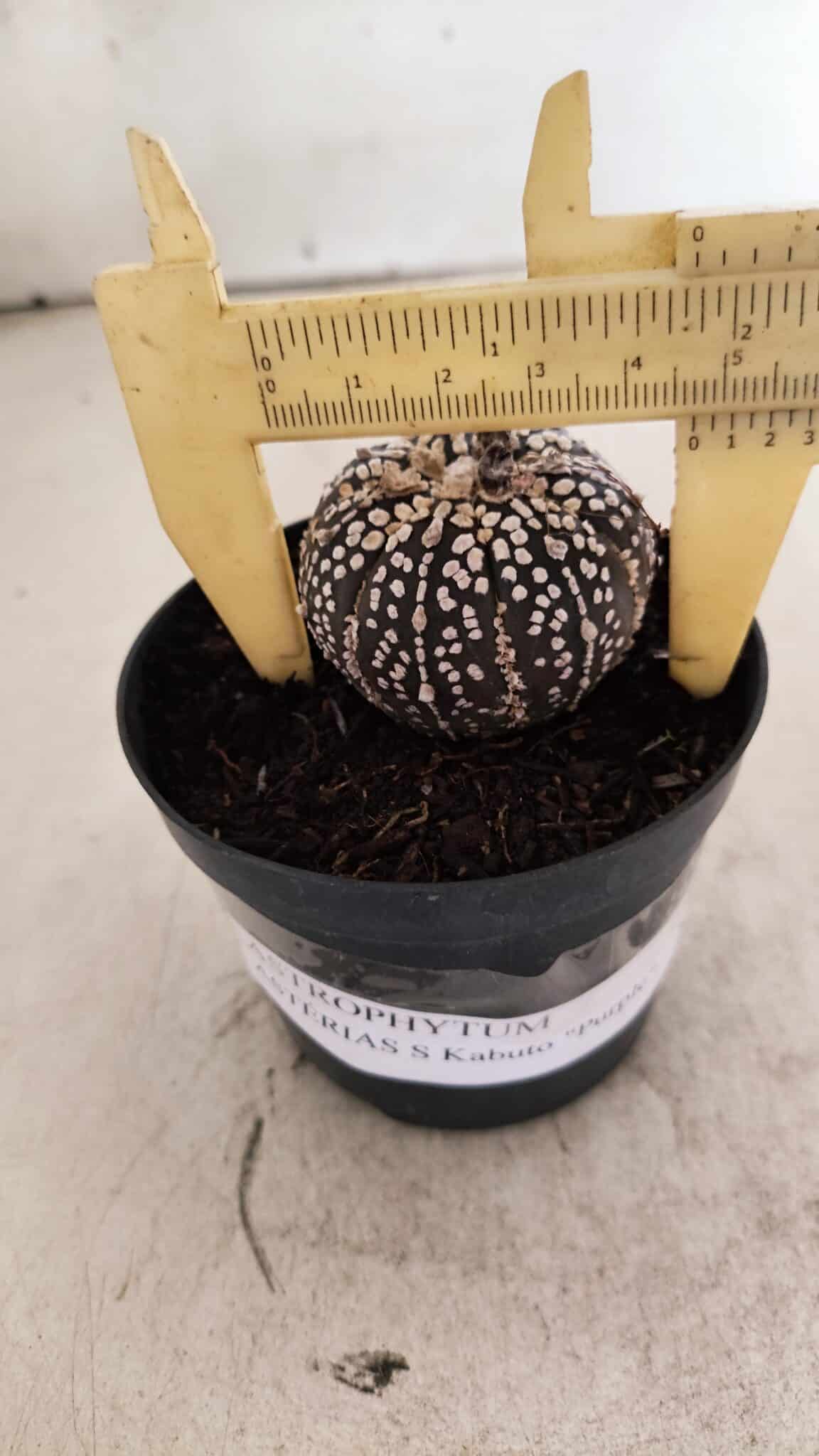 ASTROPHYTUM ASTERIAS SUPER KABUTO "PURPLE" Nº 1059 – vaso 09 - foto 4