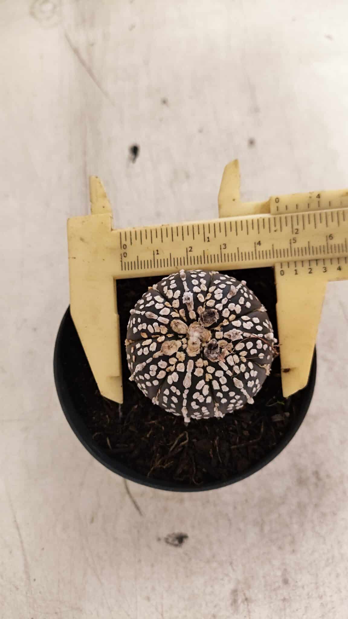 ASTROPHYTUM ASTERIAS SUPER KABUTO "PURPLE" Nº 1059 – vaso 09 - foto 5