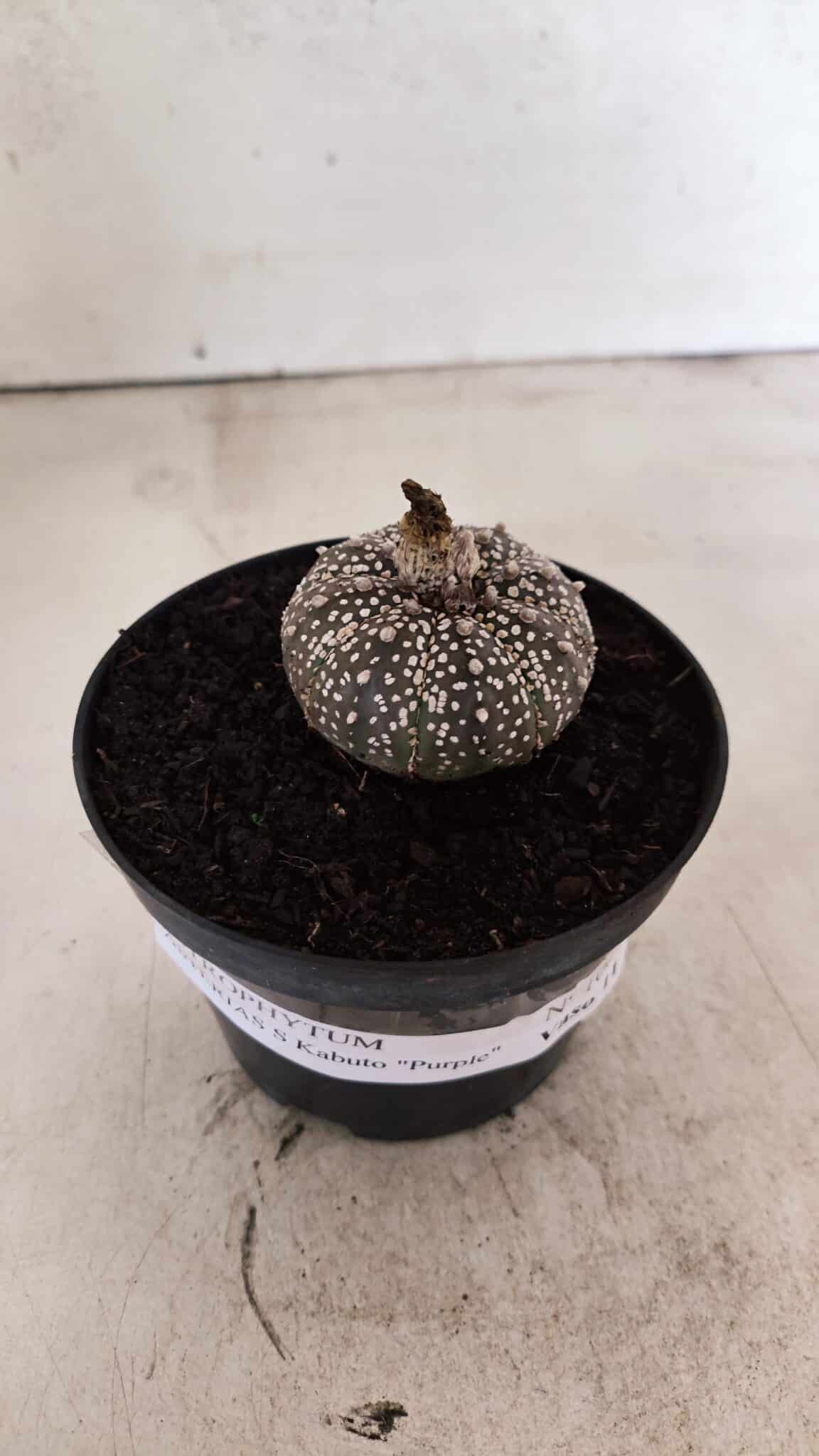 ASTROPHYTUM ASTERIAS SUPER KABUTO "PURPLE" Nº 1061 – vaso 09 - foto 2