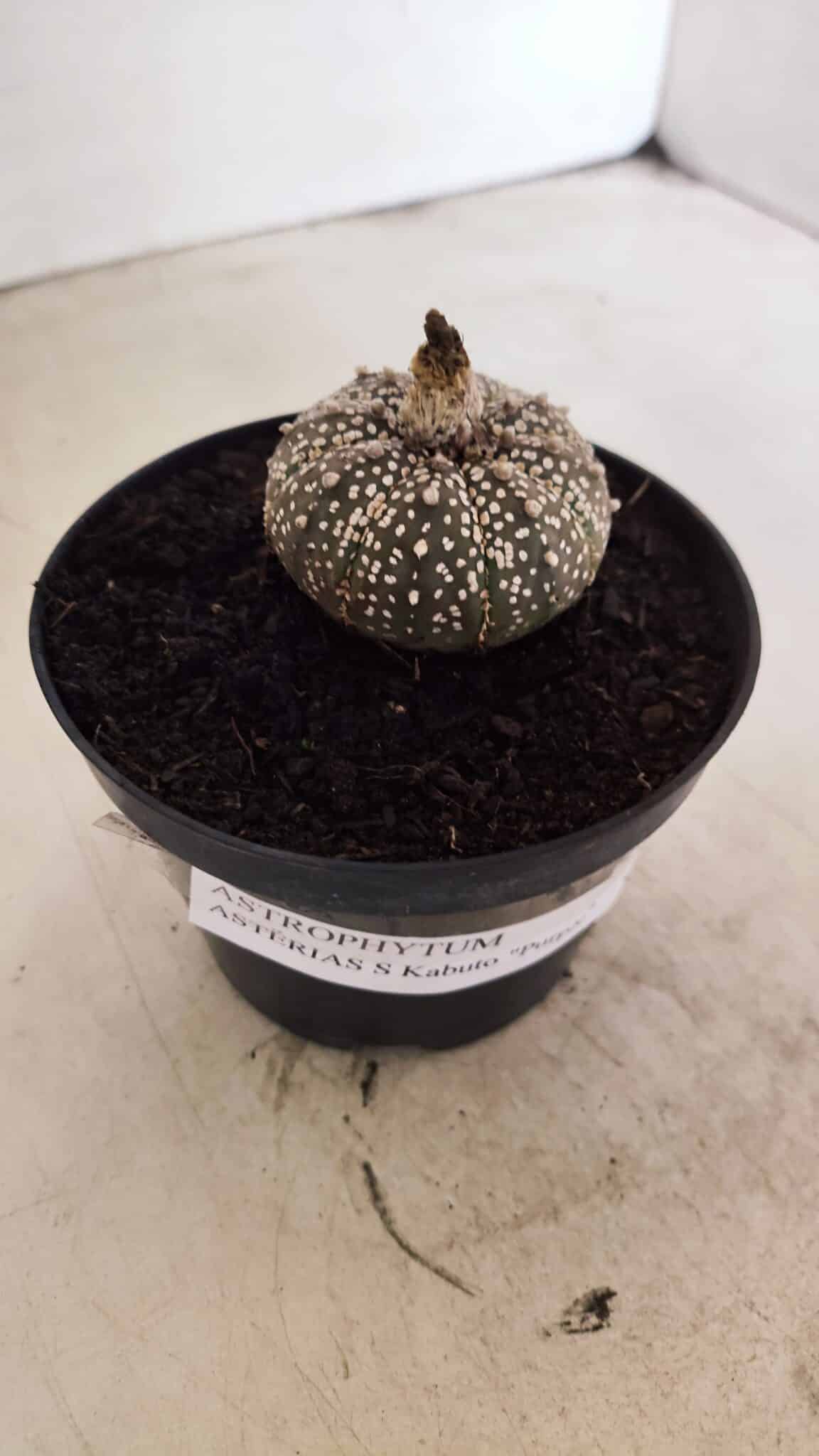 ASTROPHYTUM ASTERIAS SUPER KABUTO "PURPLE" Nº 1061 – vaso 09 - foto 10