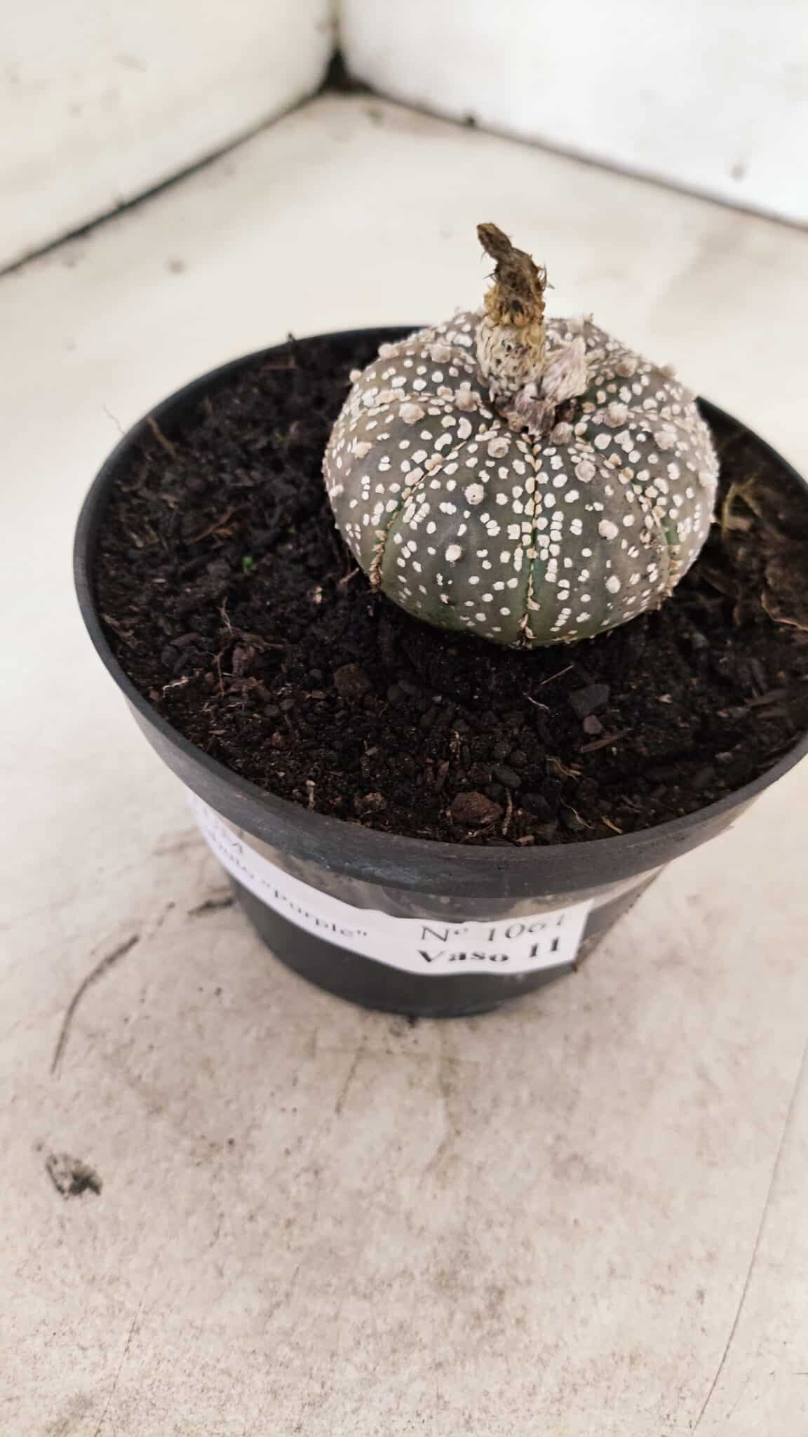 ASTROPHYTUM ASTERIAS SUPER KABUTO "PURPLE" Nº 1061 – vaso 09 - foto 9