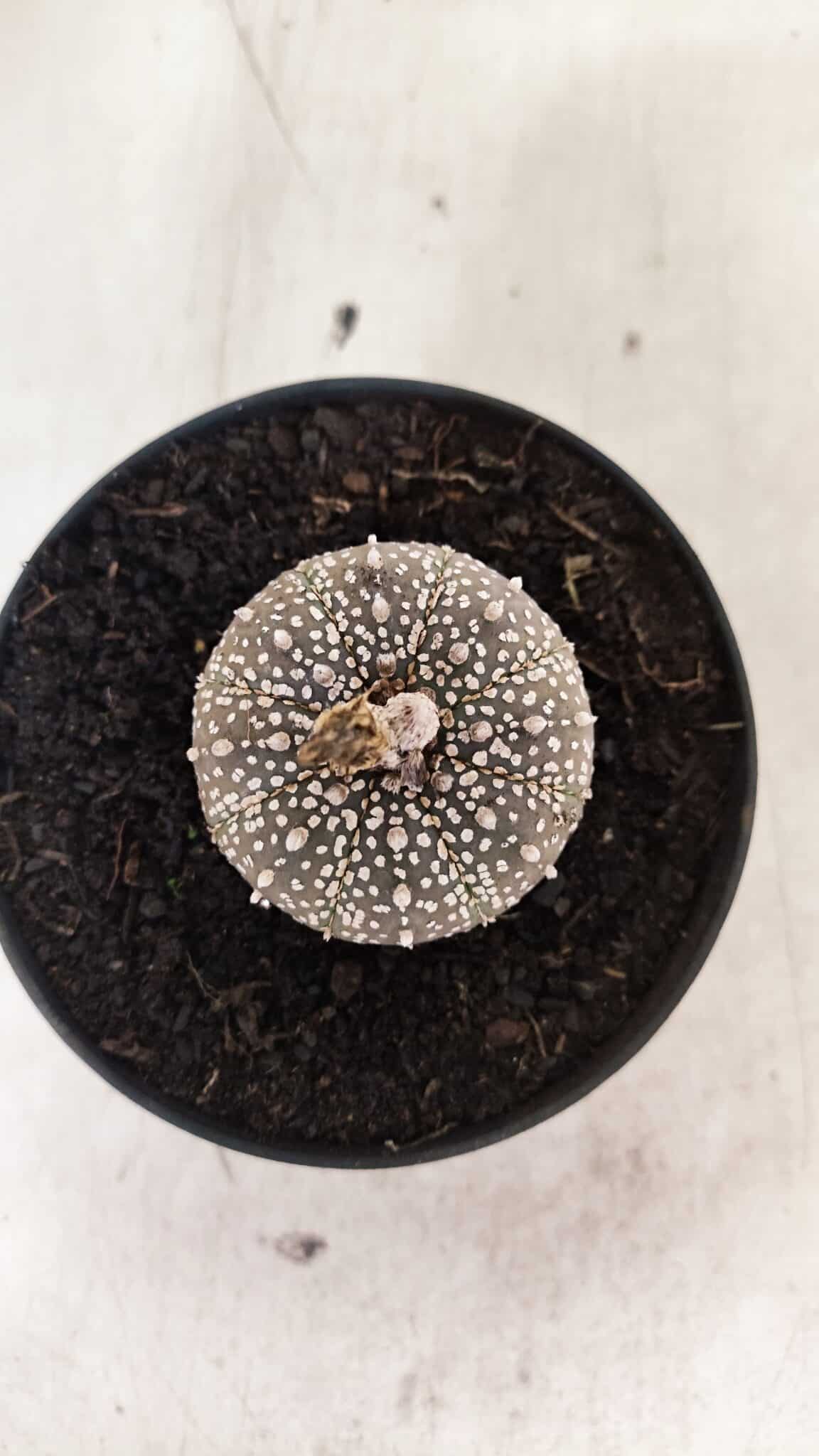 ASTROPHYTUM ASTERIAS SUPER KABUTO "PURPLE" Nº 1061 – vaso 09 - foto 8
