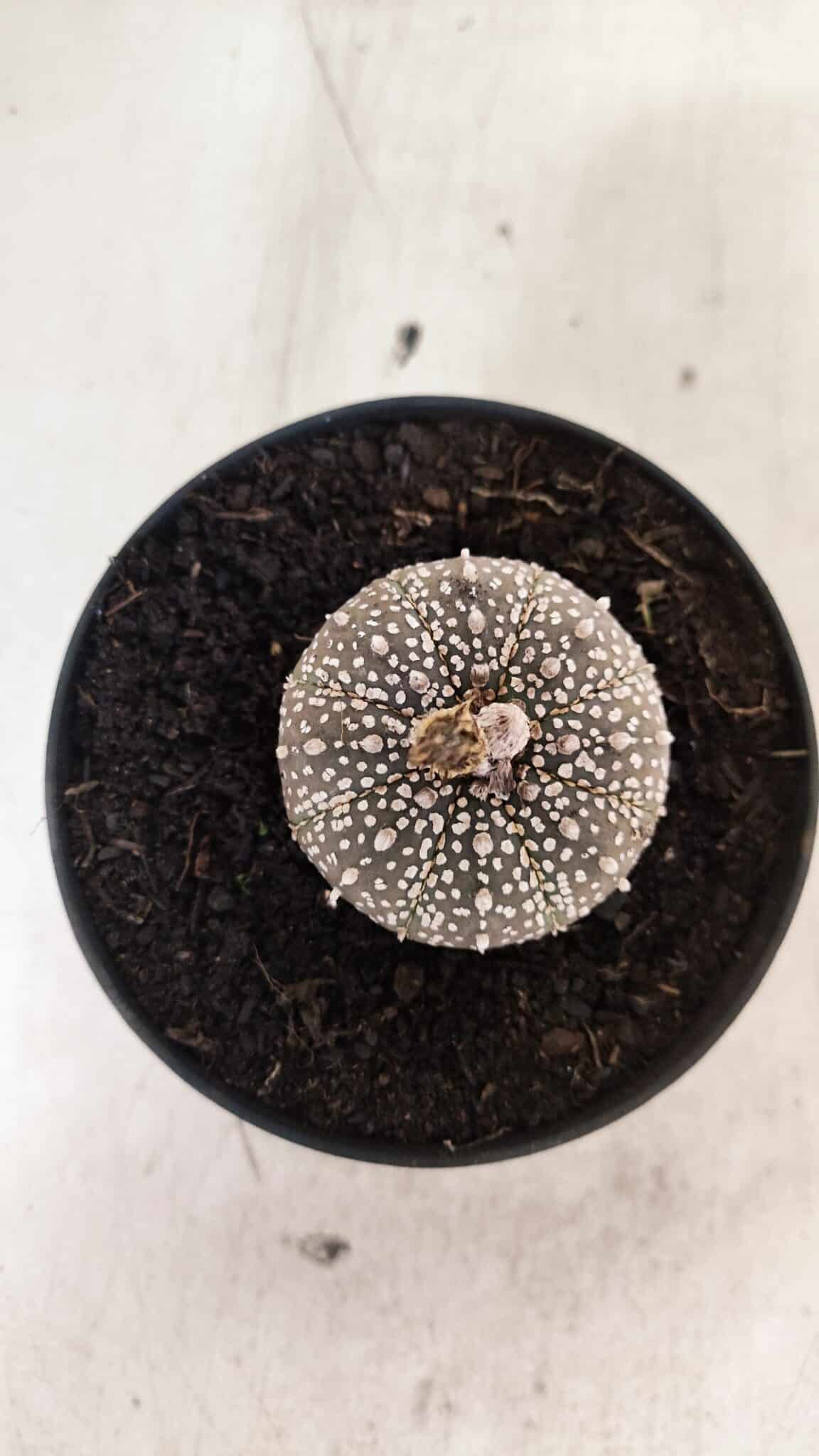 ASTROPHYTUM ASTERIAS SUPER KABUTO "PURPLE" Nº 1061 – vaso 09 - foto 3