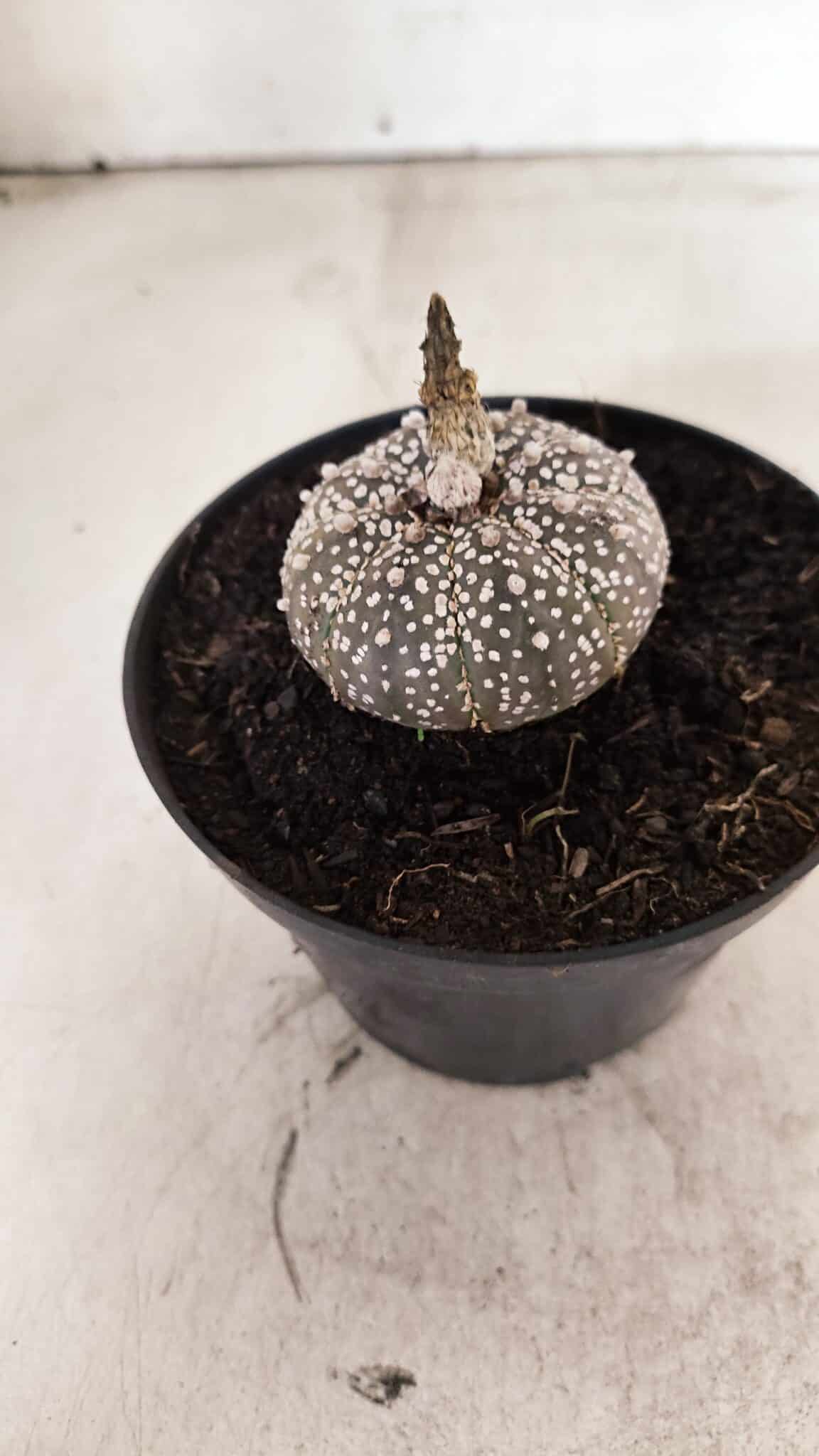 ASTROPHYTUM ASTERIAS SUPER KABUTO "PURPLE" Nº 1061 – vaso 09 - foto 7