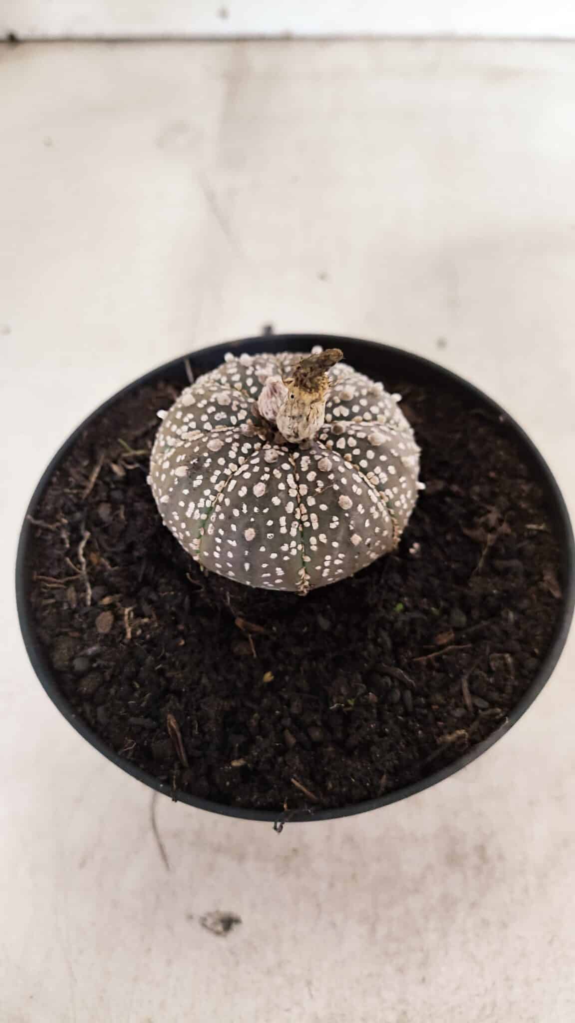 ASTROPHYTUM ASTERIAS SUPER KABUTO "PURPLE" Nº 1061 – vaso 09 - foto 6