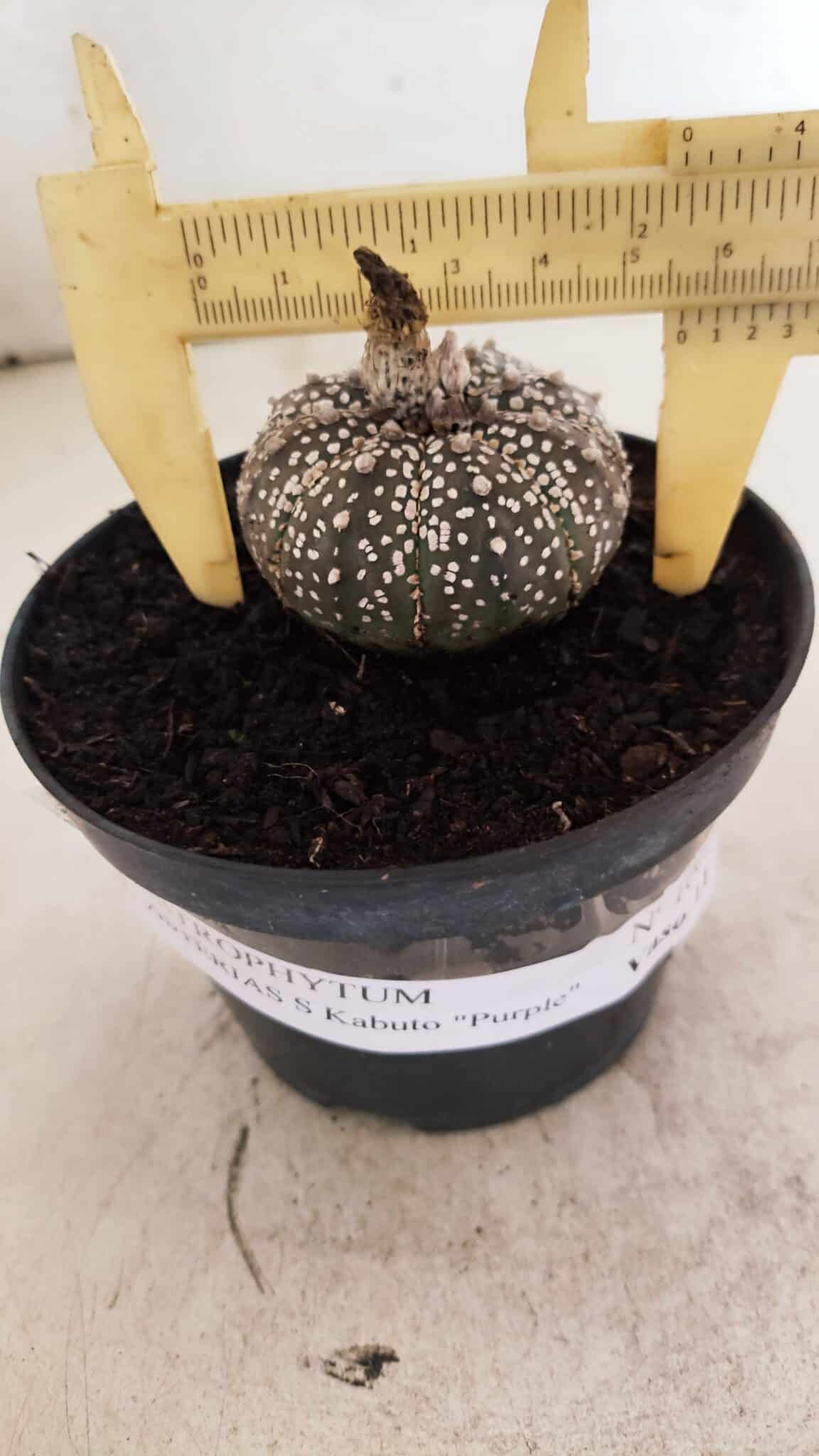 ASTROPHYTUM ASTERIAS SUPER KABUTO "PURPLE" Nº 1061 – vaso 09 - foto 4
