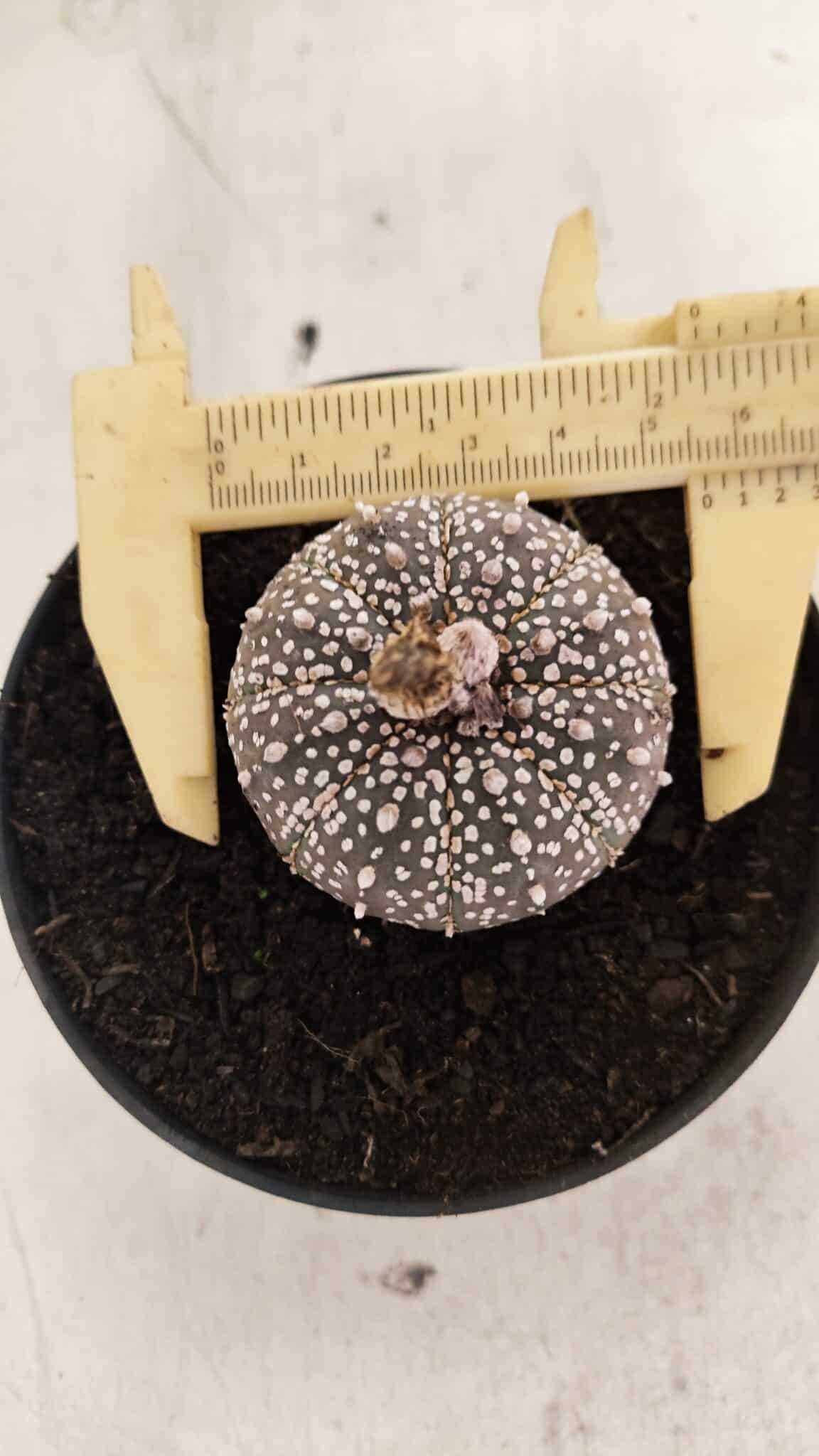 ASTROPHYTUM ASTERIAS SUPER KABUTO "PURPLE" Nº 1061 – vaso 09 - foto 5