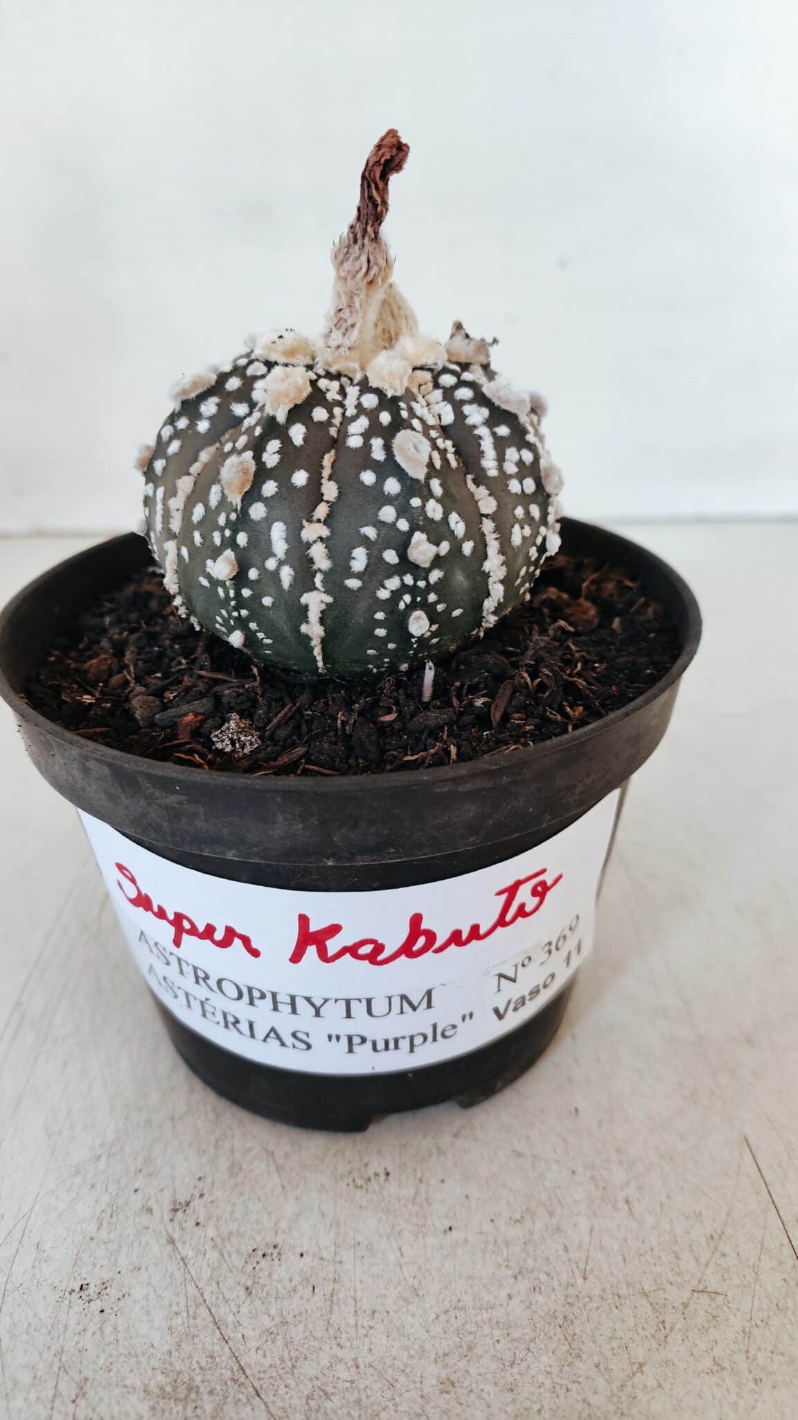 ASTROPHYTUM ASTERIAS SUPER KABUTO "PURPLE" Nº 369 – vaso 11