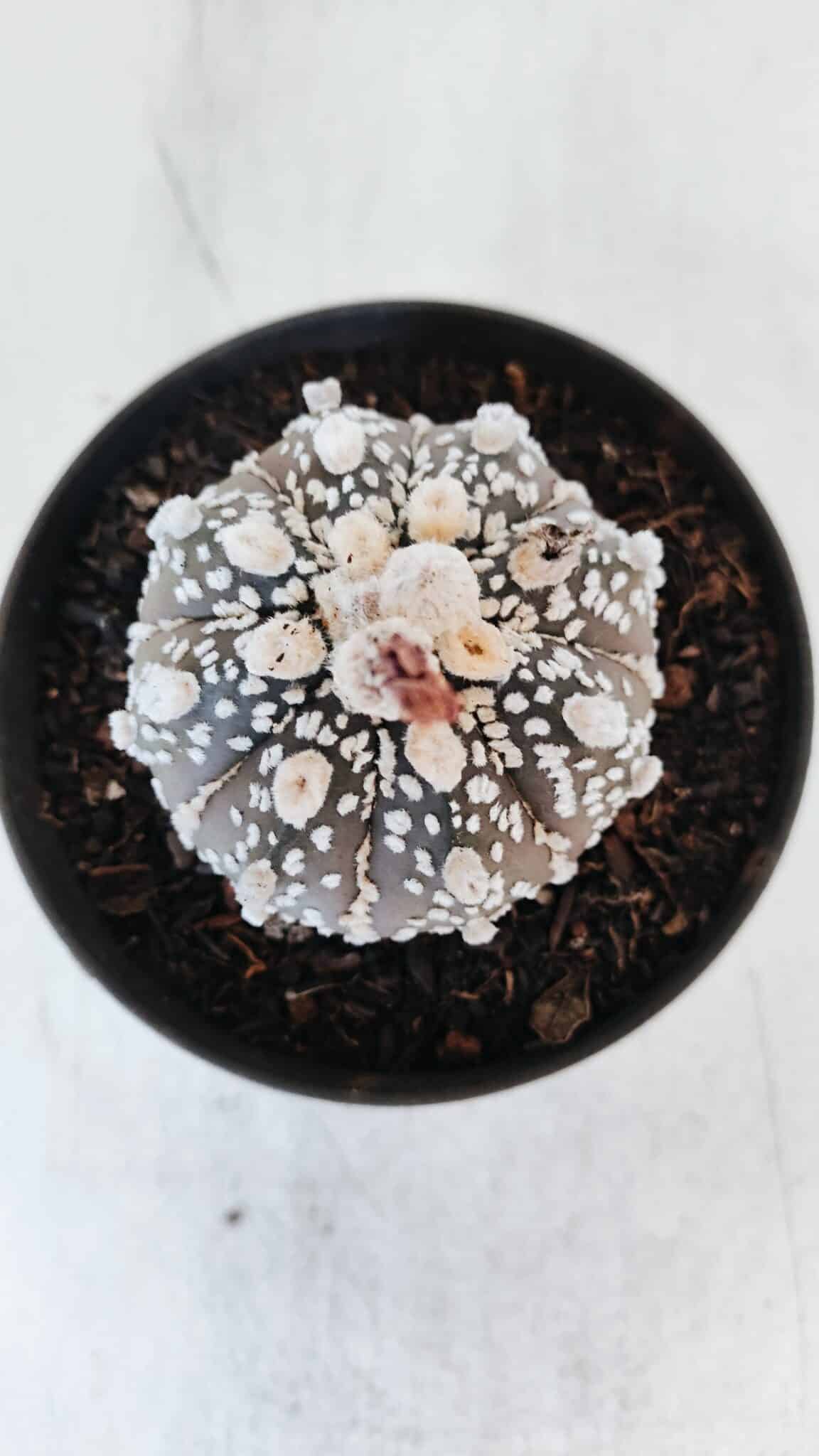 ASTROPHYTUM ASTERIAS SUPER KABUTO "PURPLE" Nº 369 – vaso 11