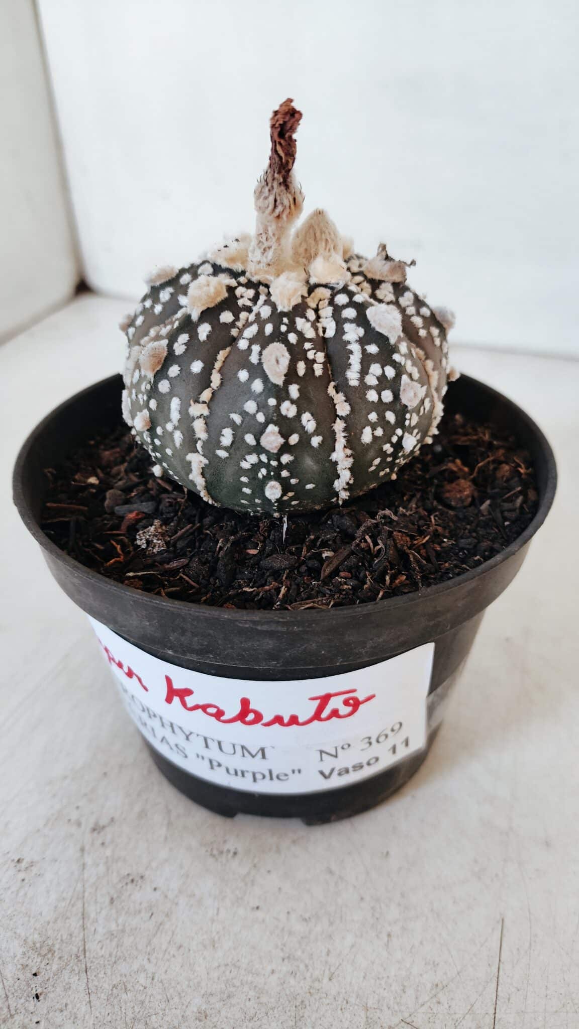 ASTROPHYTUM ASTERIAS SUPER KABUTO "PURPLE" Nº 369 – vaso 11