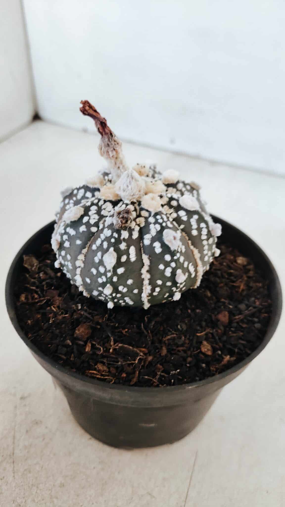 ASTROPHYTUM ASTERIAS SUPER KABUTO "PURPLE" Nº 369 – vaso 11