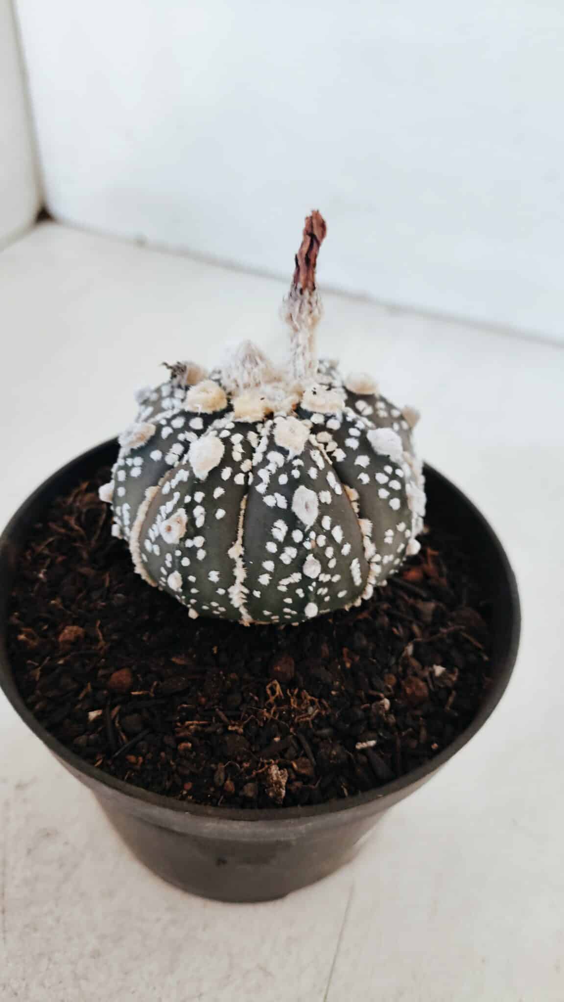 ASTROPHYTUM ASTERIAS SUPER KABUTO "PURPLE" Nº 369 – vaso 11