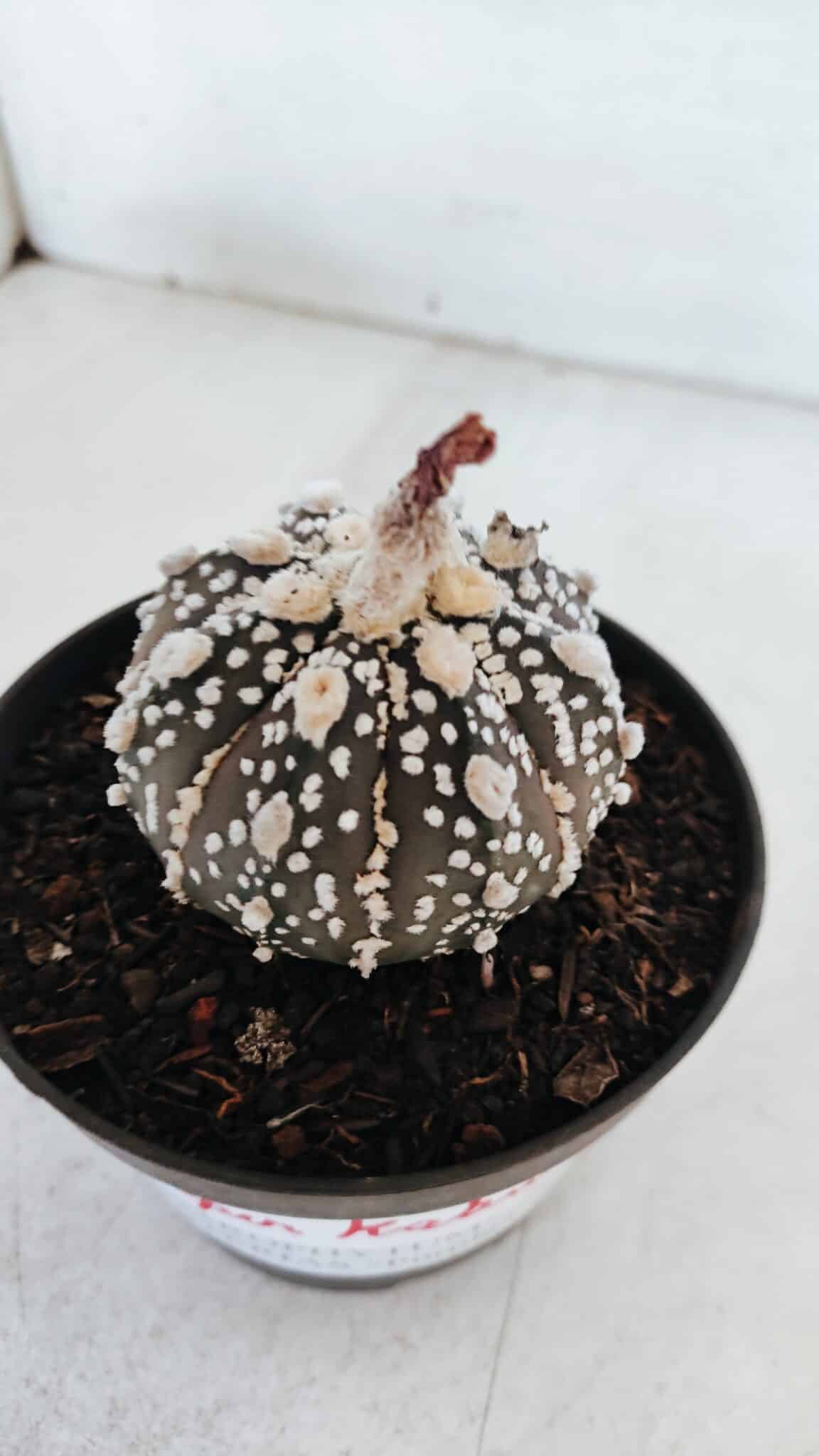 ASTROPHYTUM ASTERIAS SUPER KABUTO "PURPLE" Nº 369 – vaso 11