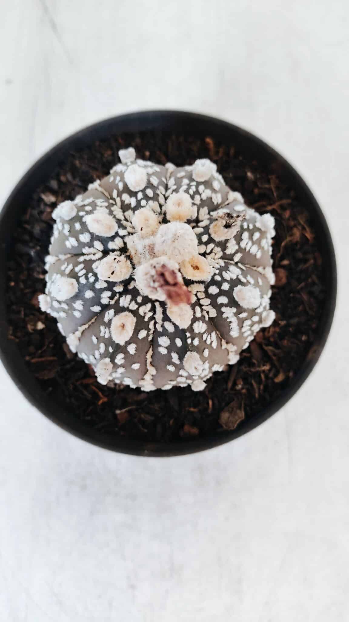 ASTROPHYTUM ASTERIAS SUPER KABUTO "PURPLE" Nº 369 – vaso 11