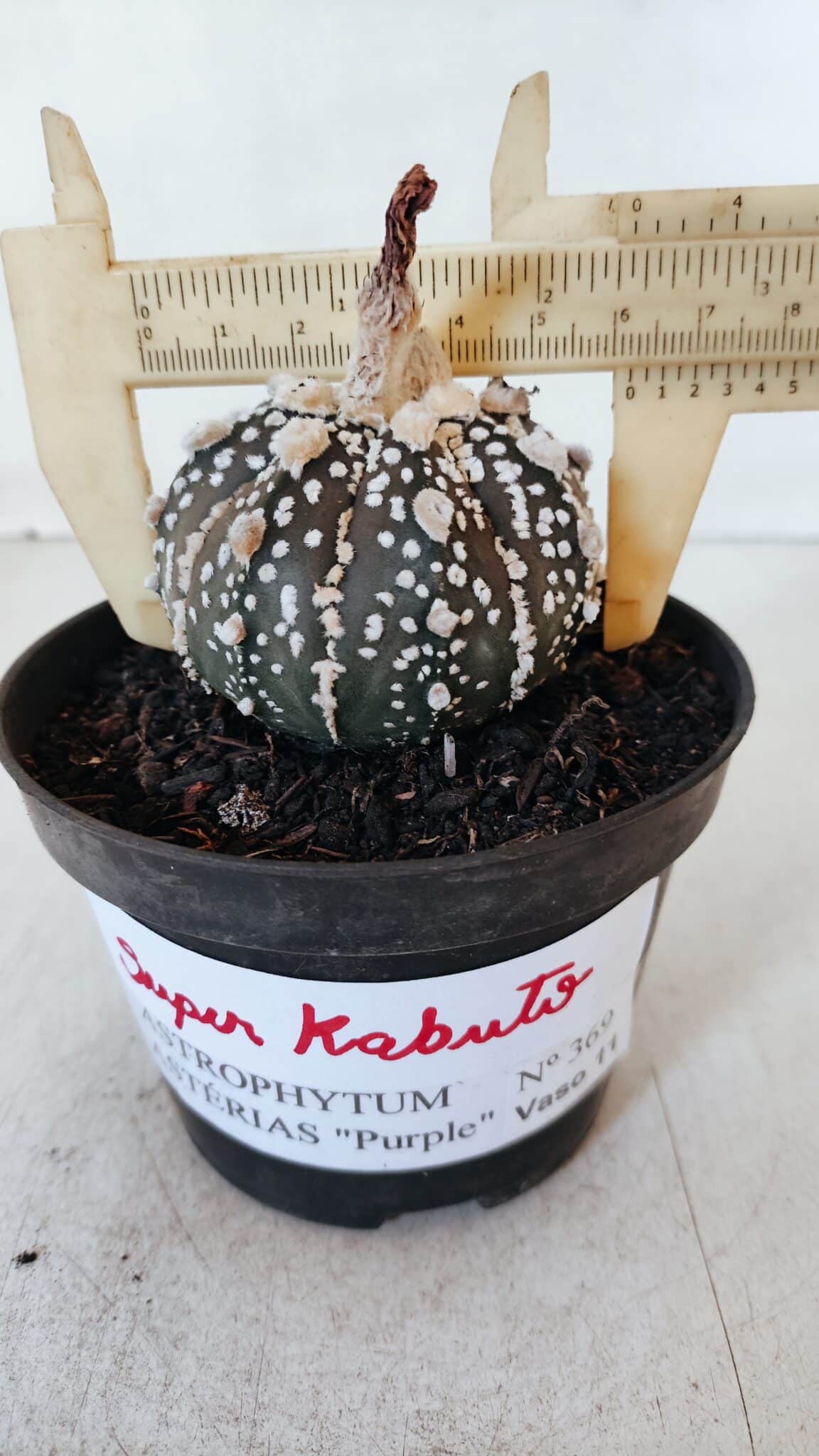 ASTROPHYTUM ASTERIAS SUPER KABUTO "PURPLE" Nº 369 – vaso 11