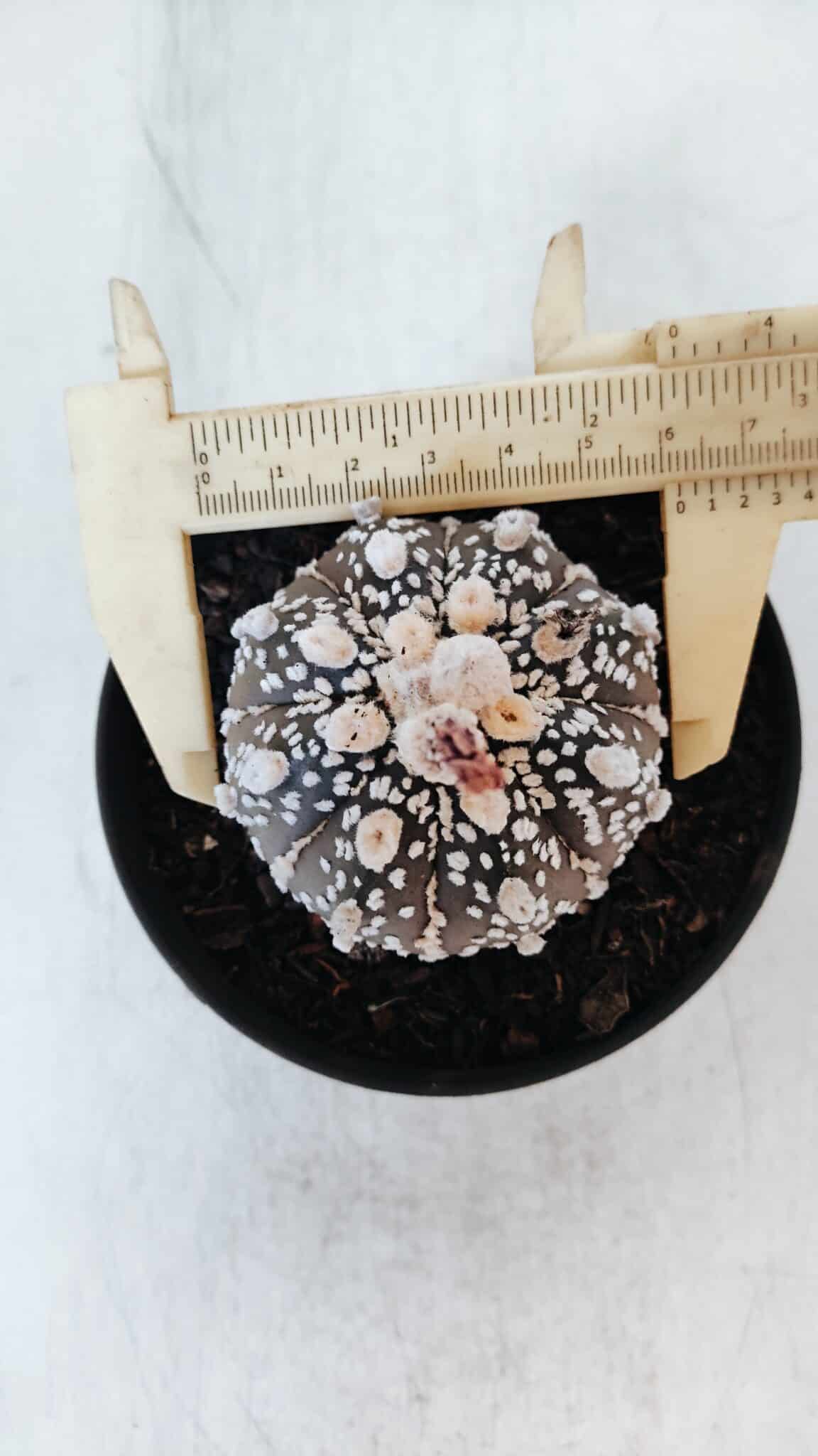 ASTROPHYTUM ASTERIAS SUPER KABUTO "PURPLE" Nº 369 – vaso 11