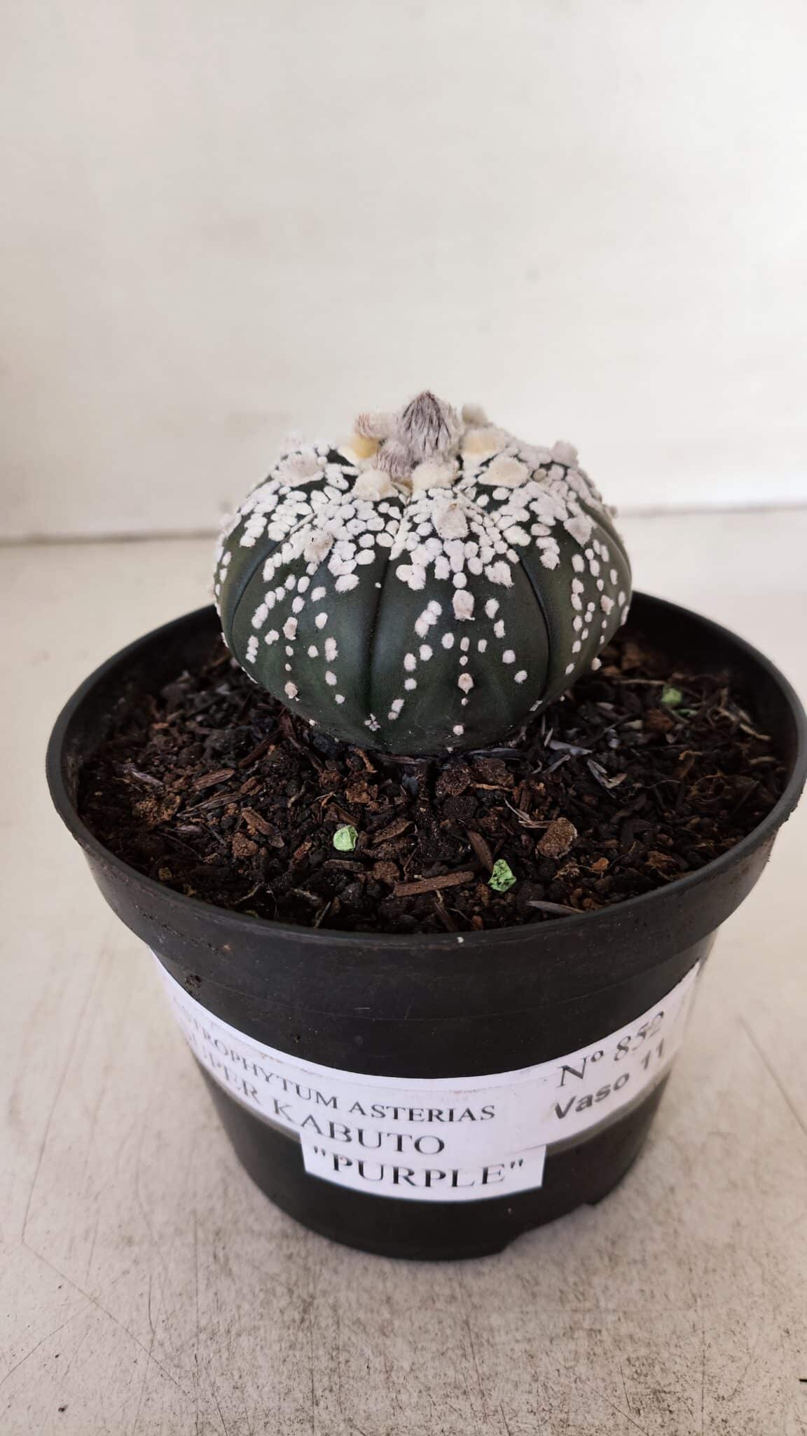 ASTROPHYTUM ASTERIAS SUPER KABUTO "PURPLE" Nº 852 – vaso 11