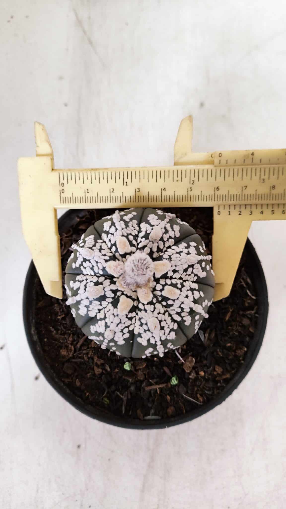 ASTROPHYTUM ASTERIAS SUPER KABUTO "PURPLE" Nº 852 – vaso 11
