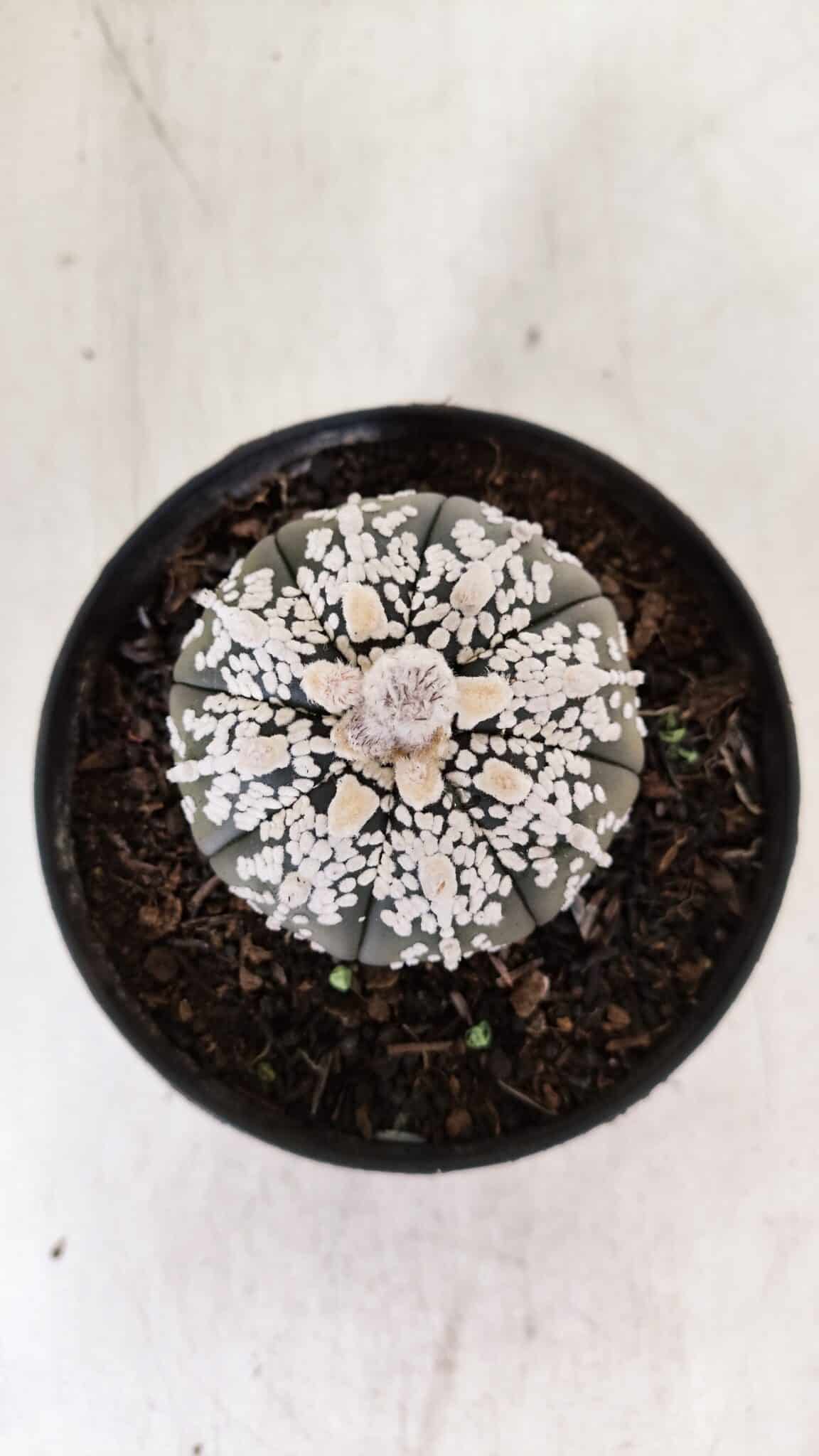 ASTROPHYTUM ASTERIAS SUPER KABUTO "PURPLE" Nº 852 – vaso 11