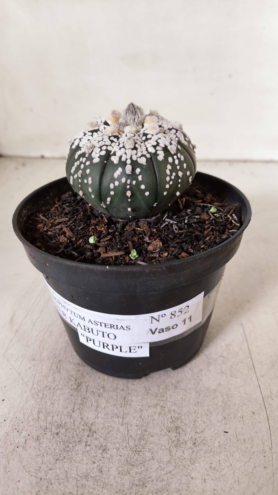 ASTROPHYTUM ASTERIAS SUPER KABUTO "PURPLE" Nº 852 – vaso 11