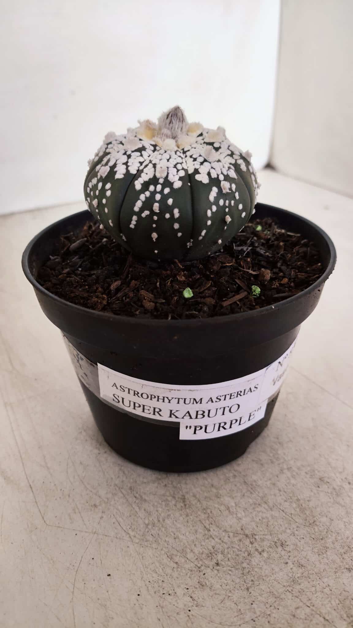 ASTROPHYTUM ASTERIAS SUPER KABUTO "PURPLE" Nº 852 – vaso 11