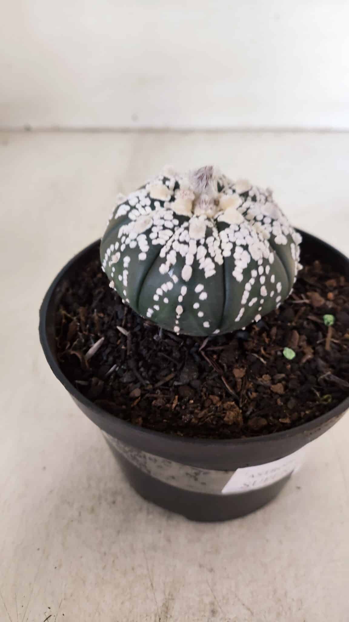ASTROPHYTUM ASTERIAS SUPER KABUTO "PURPLE" Nº 852 – vaso 11