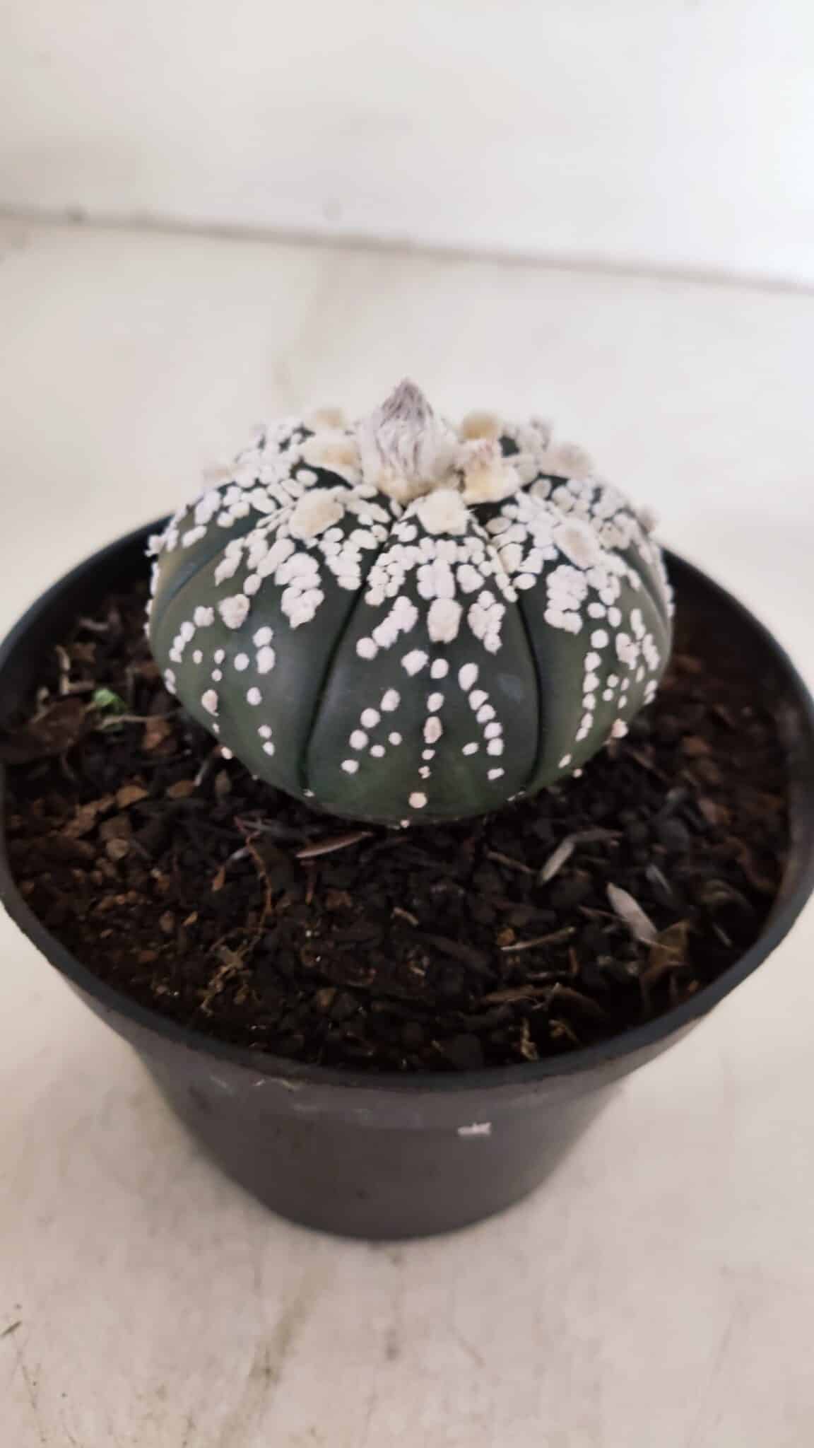ASTROPHYTUM ASTERIAS SUPER KABUTO "PURPLE" Nº 852 – vaso 11