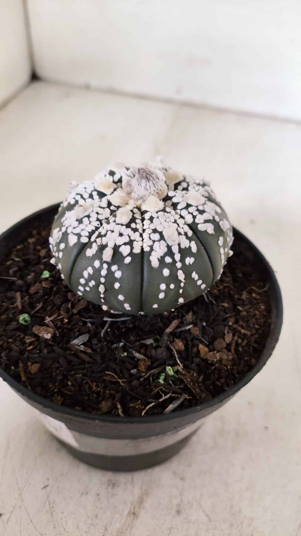 ASTROPHYTUM ASTERIAS SUPER KABUTO "PURPLE" Nº 852 – vaso 11
