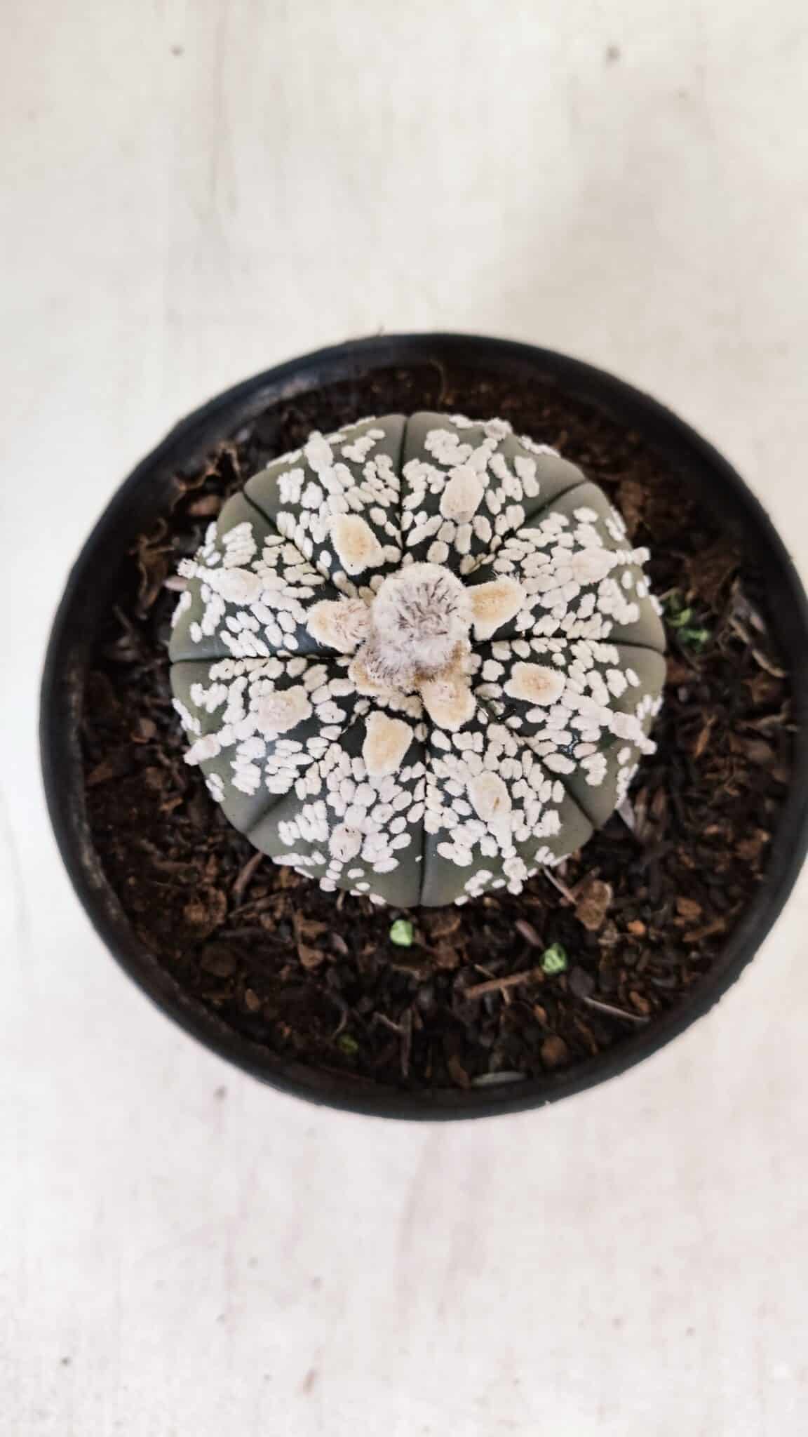 ASTROPHYTUM ASTERIAS SUPER KABUTO "PURPLE" Nº 852 – vaso 11