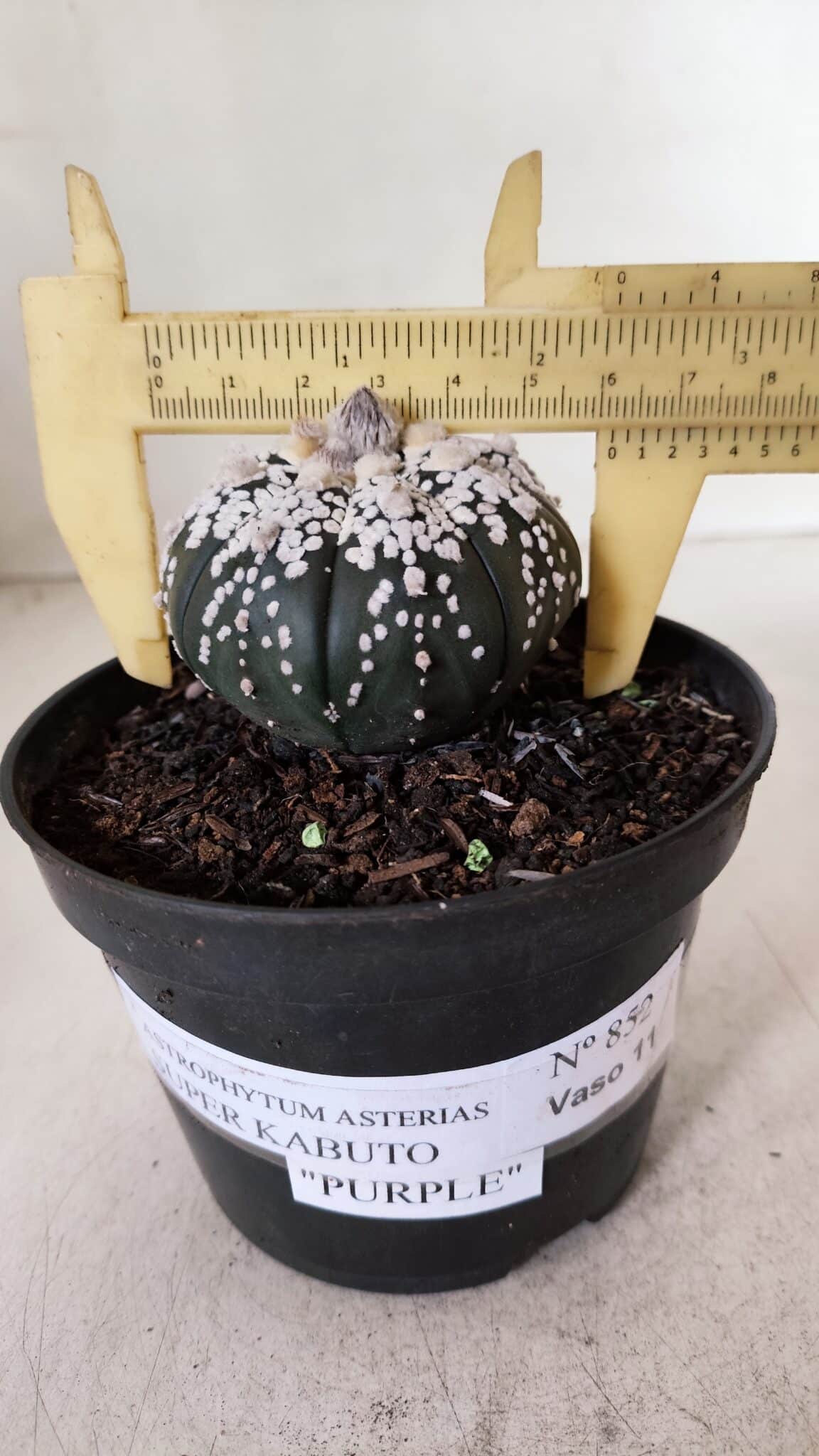 ASTROPHYTUM ASTERIAS SUPER KABUTO "PURPLE" Nº 852 – vaso 11