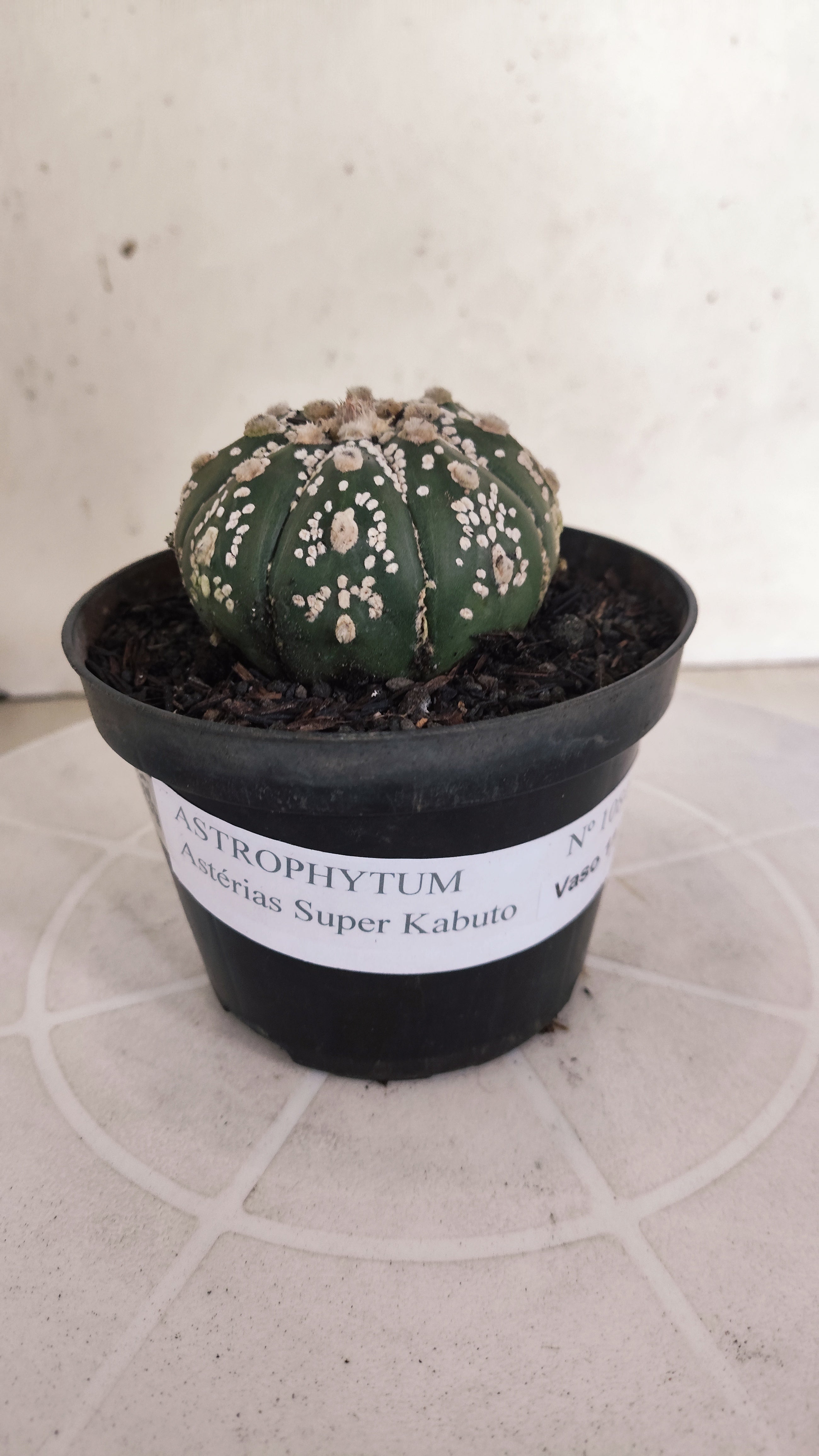ASTROPHYTUM ASTERIAS SUPER KABUTO Nº 1084 – vaso 11