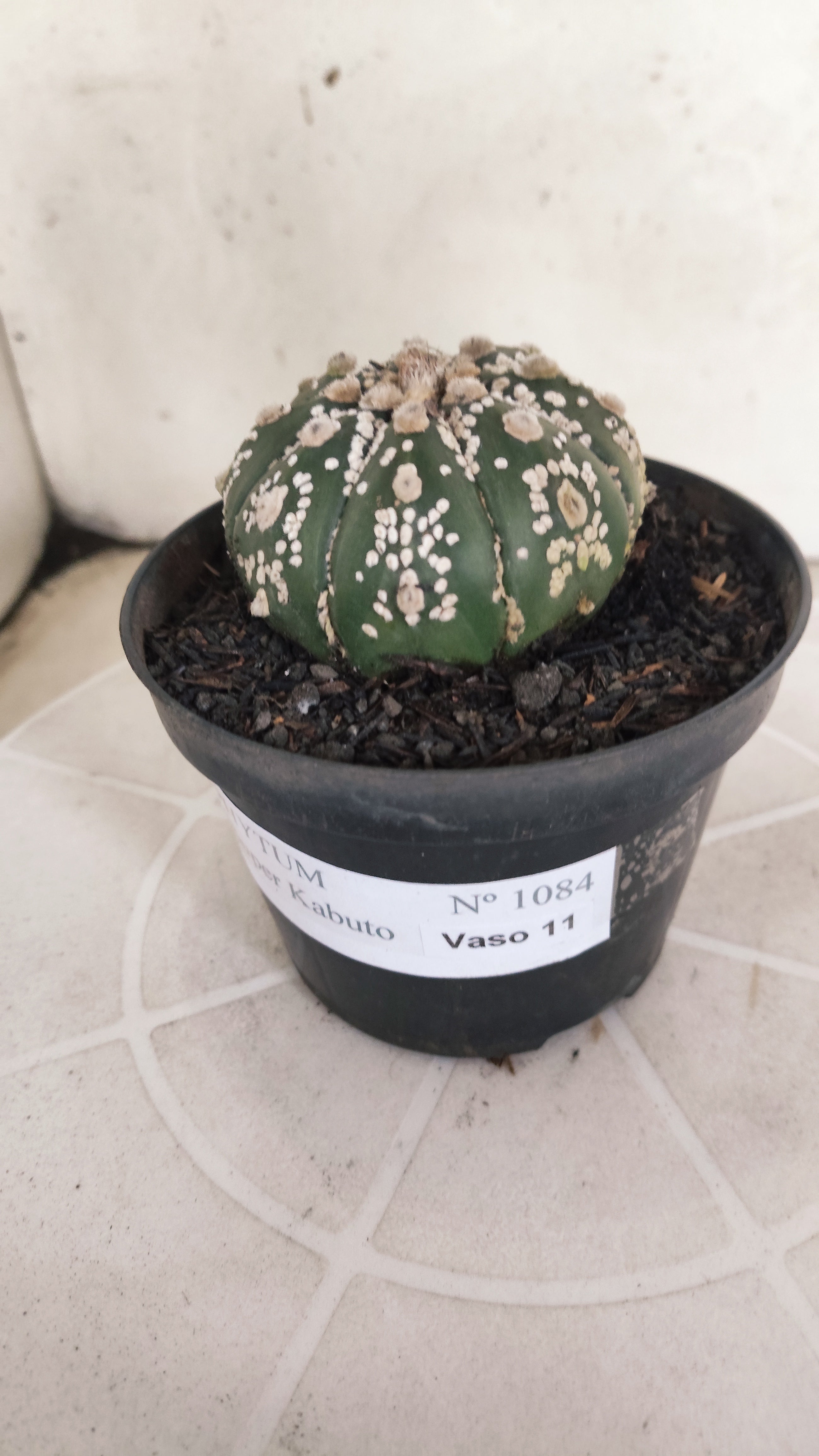 ASTROPHYTUM ASTERIAS SUPER KABUTO Nº 1084 – vaso 11