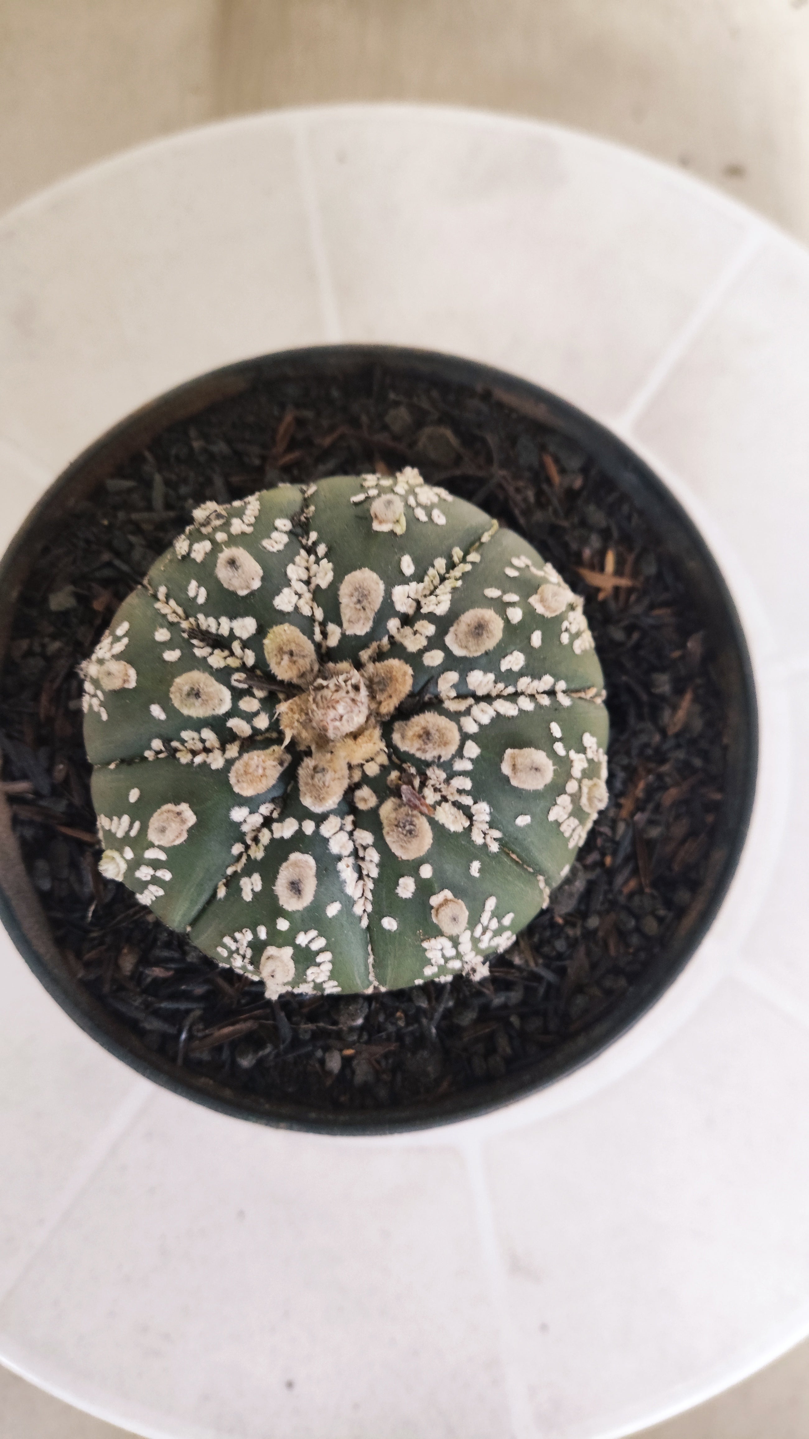 ASTROPHYTUM ASTERIAS SUPER KABUTO Nº 1084 – vaso 11