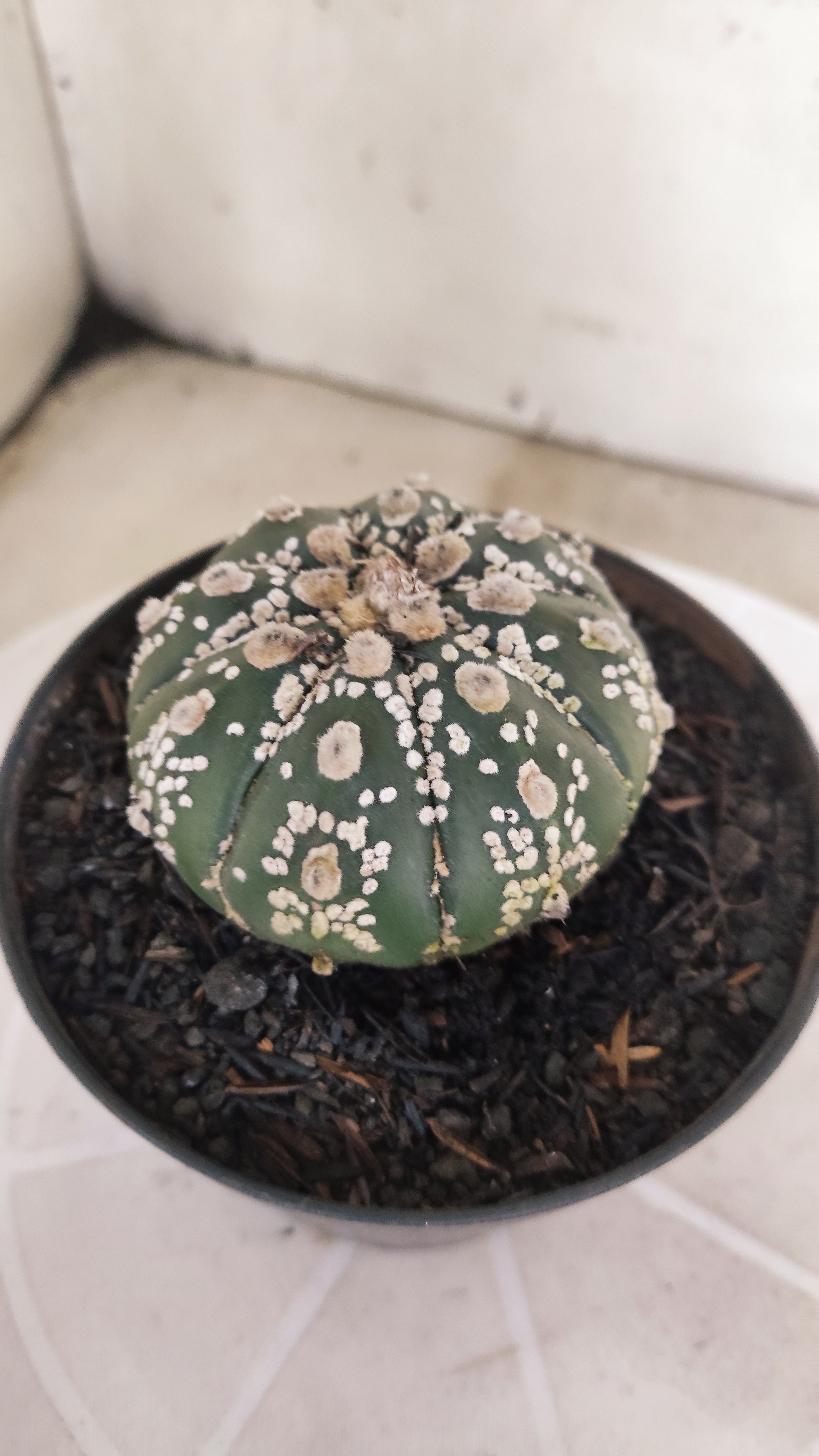 ASTROPHYTUM ASTERIAS SUPER KABUTO Nº 1084 – vaso 11
