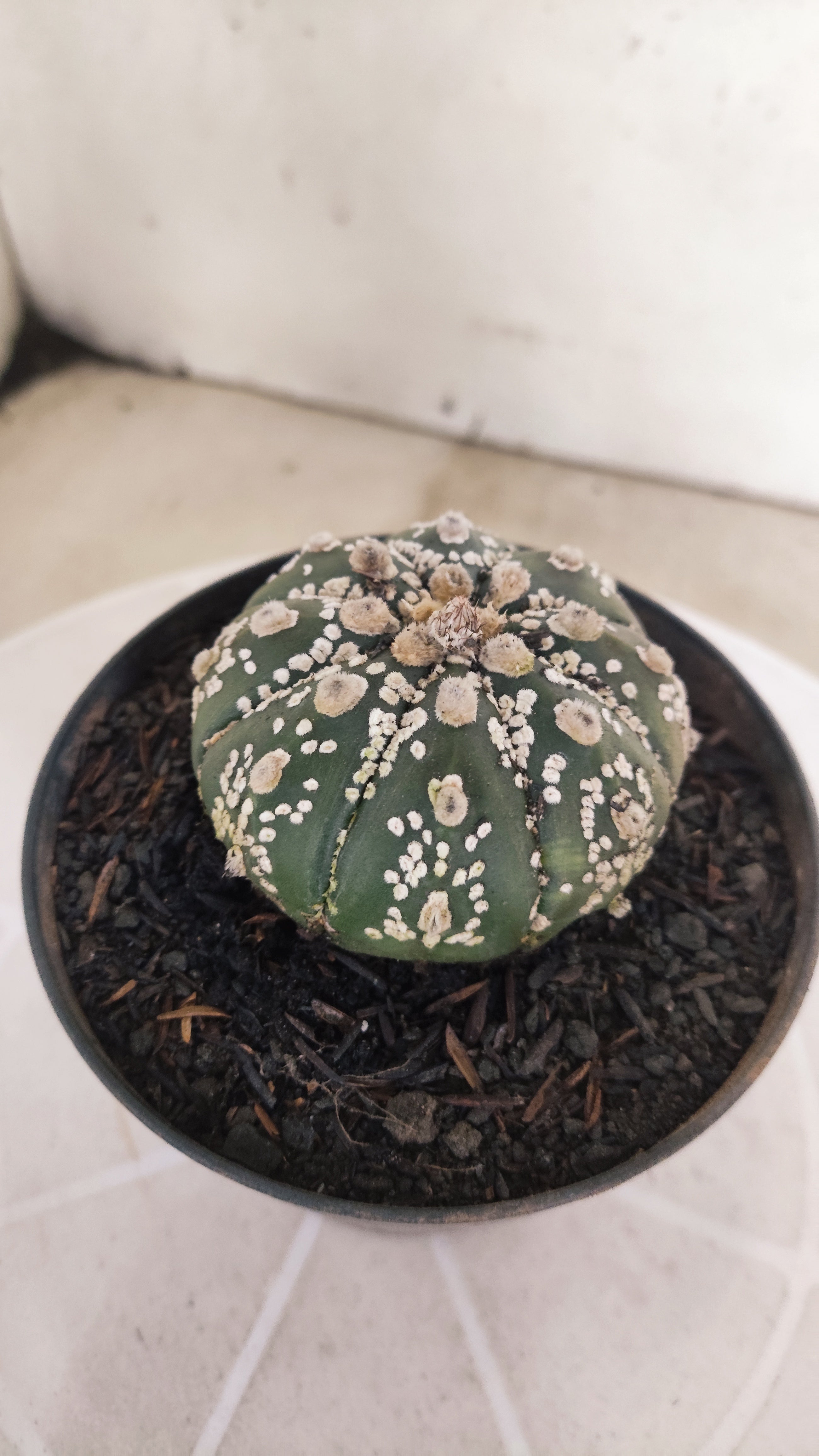ASTROPHYTUM ASTERIAS SUPER KABUTO Nº 1084 – vaso 11