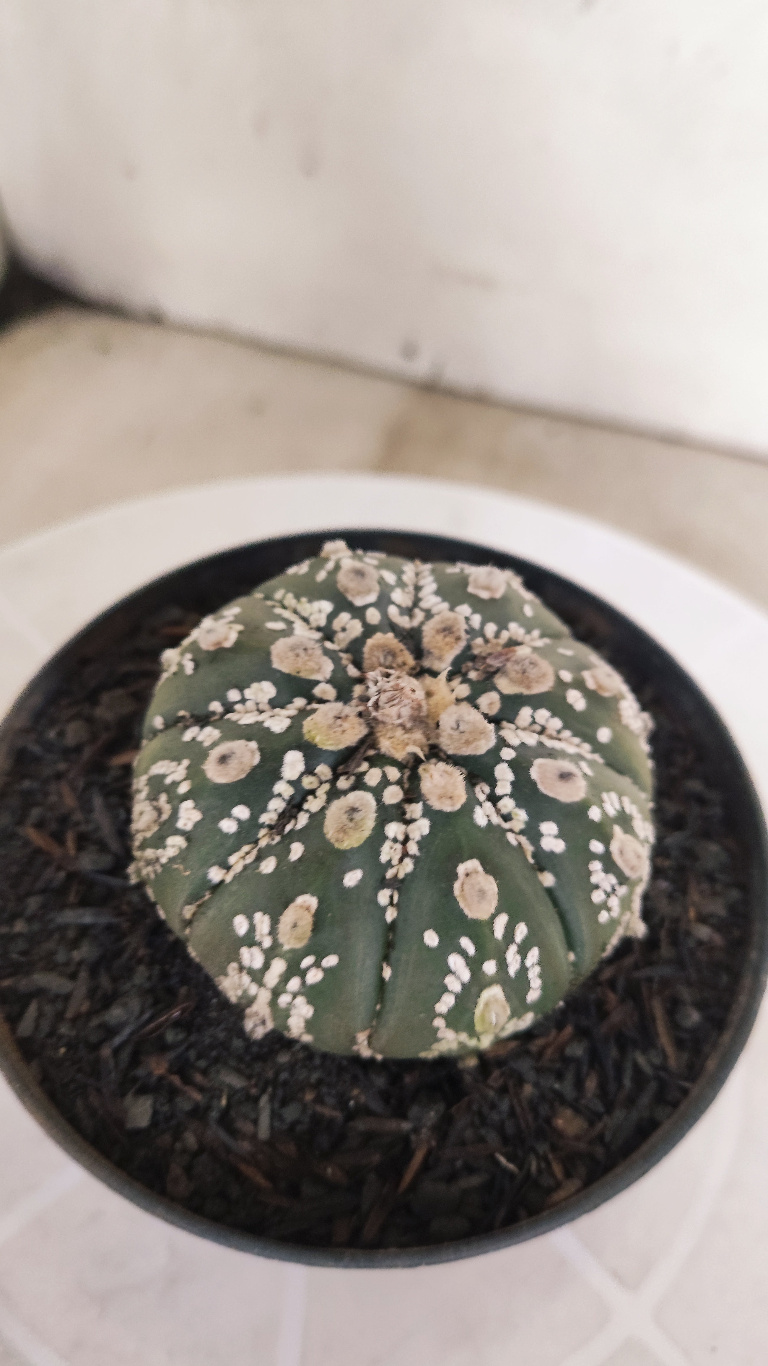 ASTROPHYTUM ASTERIAS SUPER KABUTO Nº 1084 – vaso 11