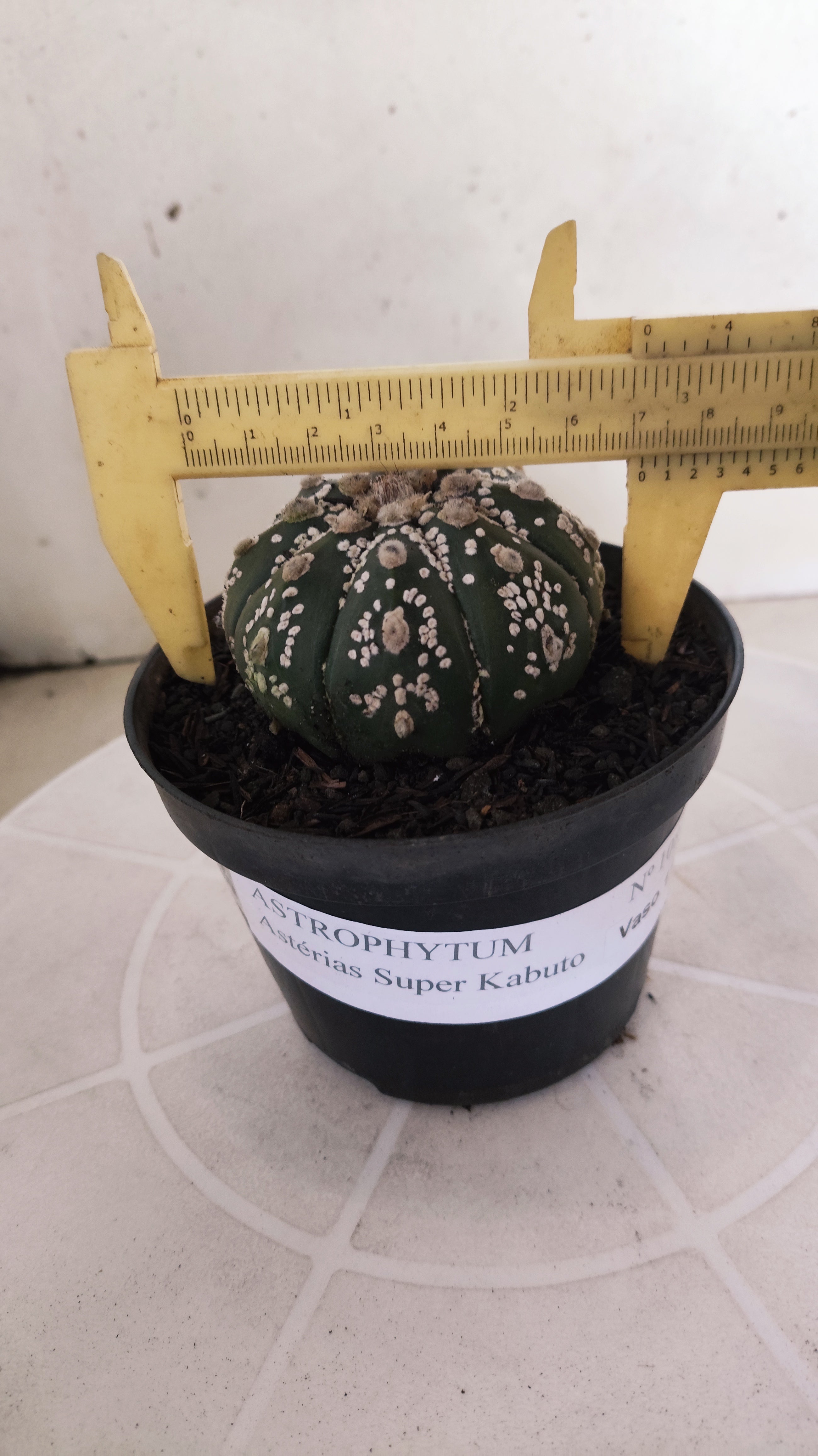 ASTROPHYTUM ASTERIAS SUPER KABUTO Nº 1084 – vaso 11