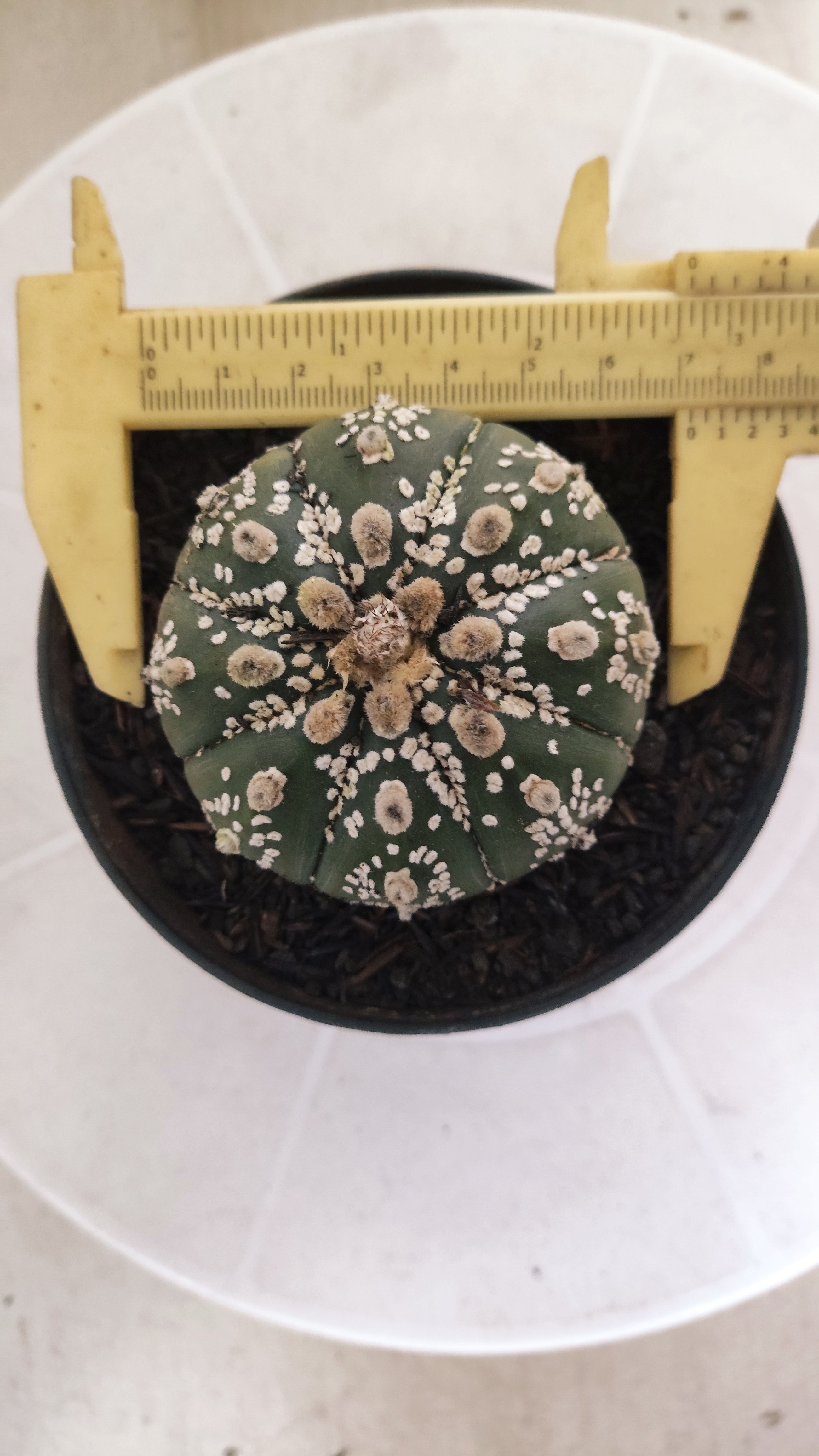ASTROPHYTUM ASTERIAS SUPER KABUTO Nº 1084 – vaso 11