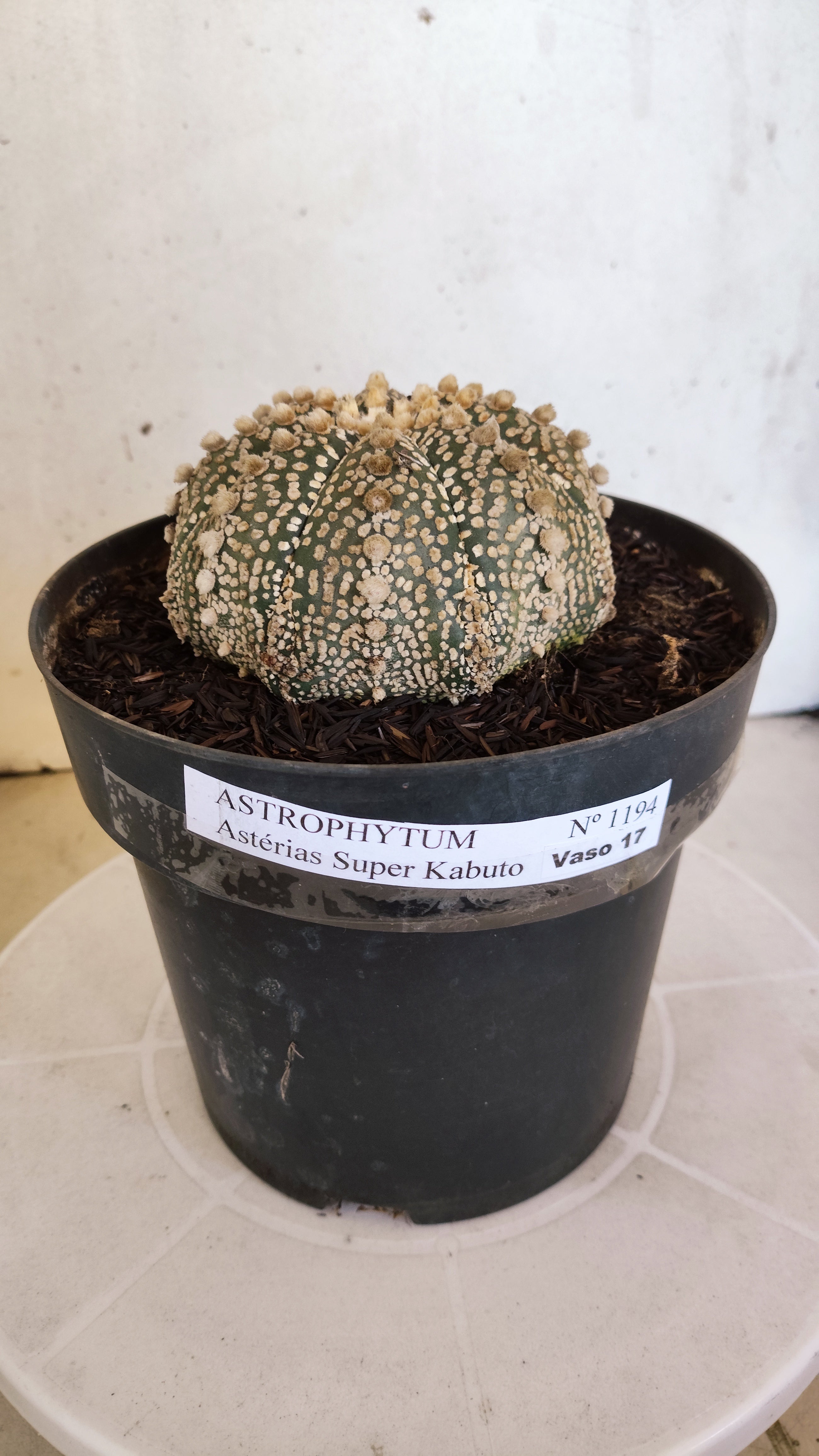 ASTROPHYTUM ASTERIAS "SUPER KABUTO"  Nº 1194 – vaso 17