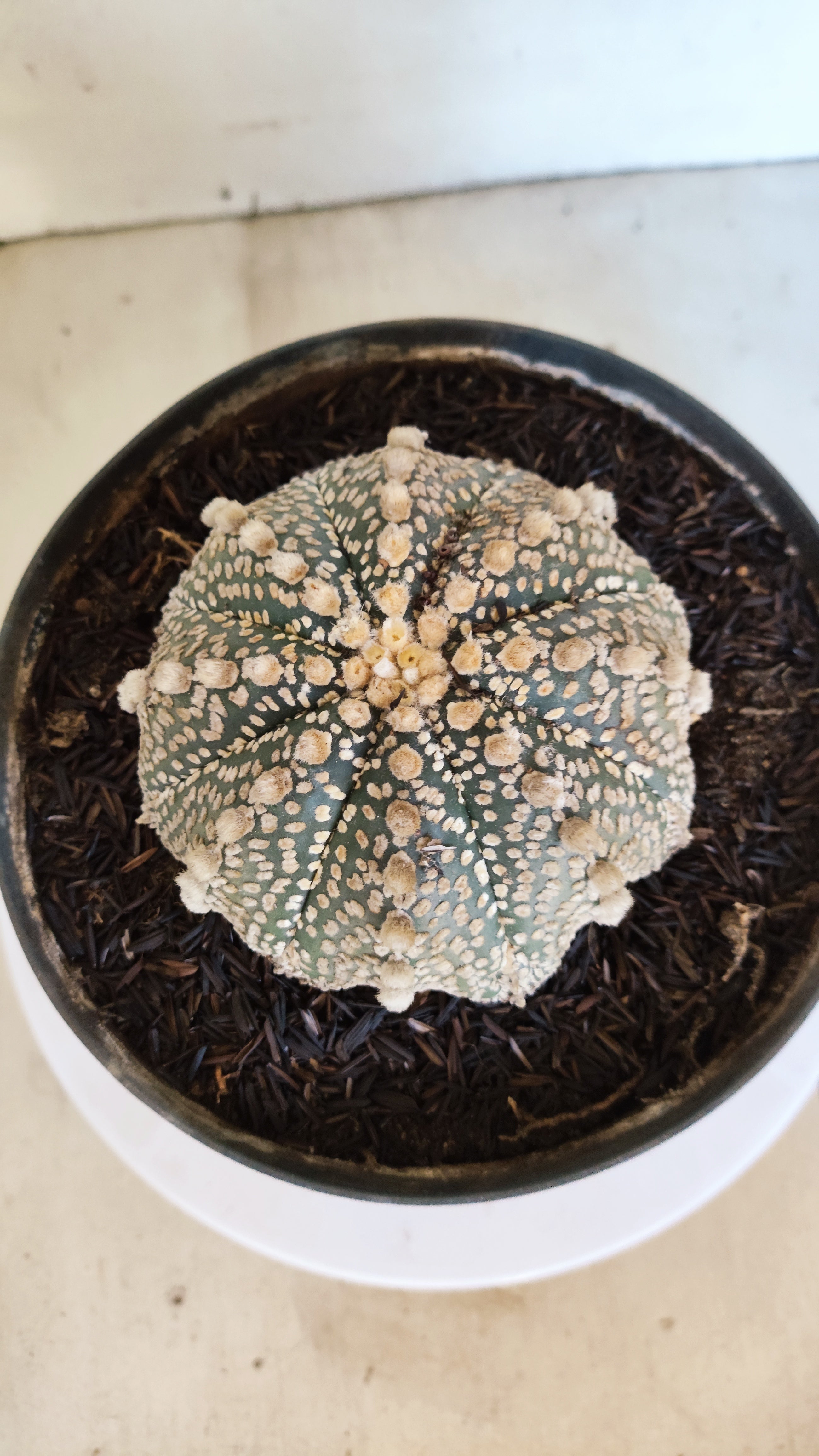 ASTROPHYTUM ASTERIAS "SUPER KABUTO"  Nº 1194 – vaso 17