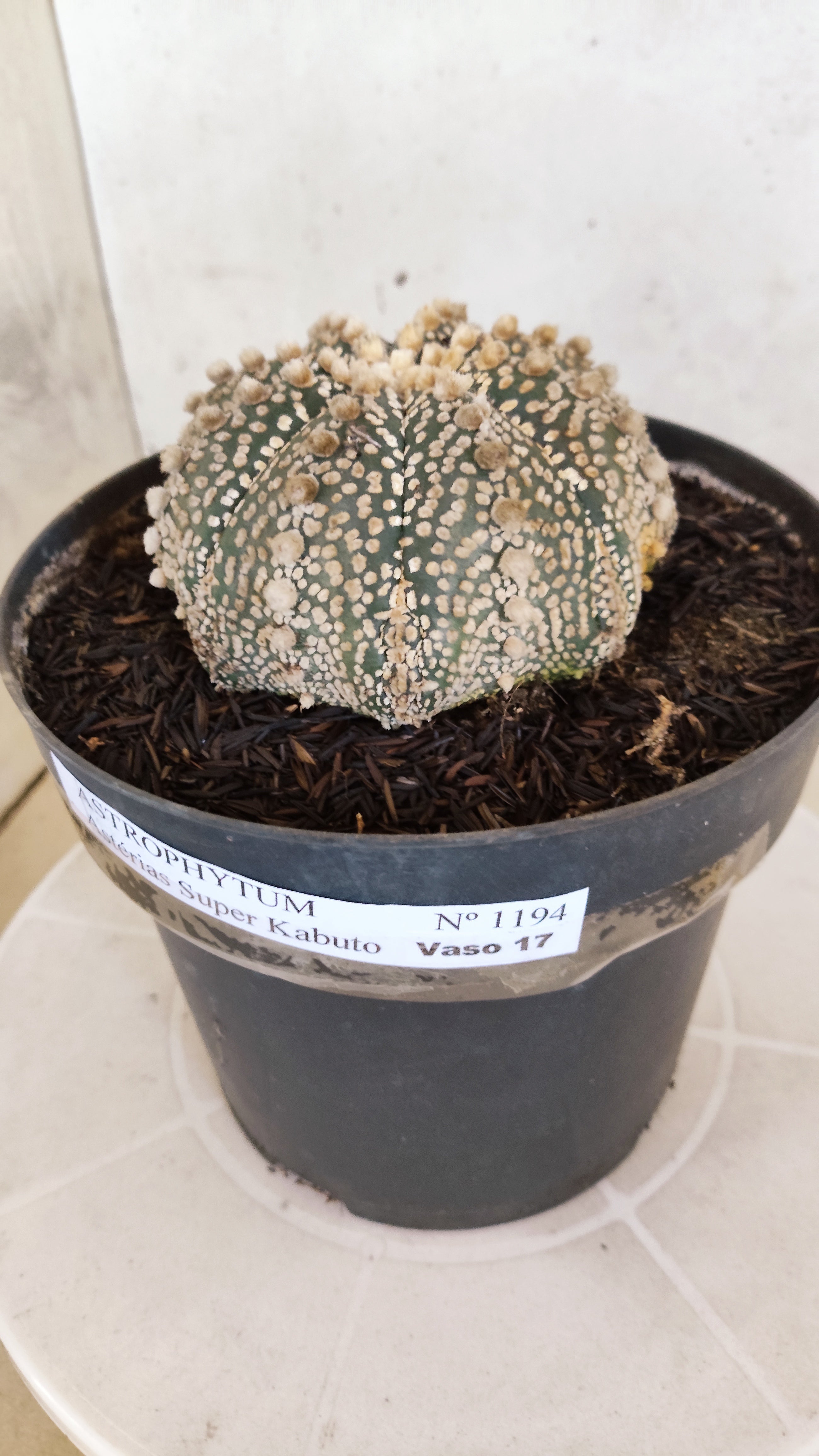 ASTROPHYTUM ASTERIAS "SUPER KABUTO"  Nº 1194 – vaso 17