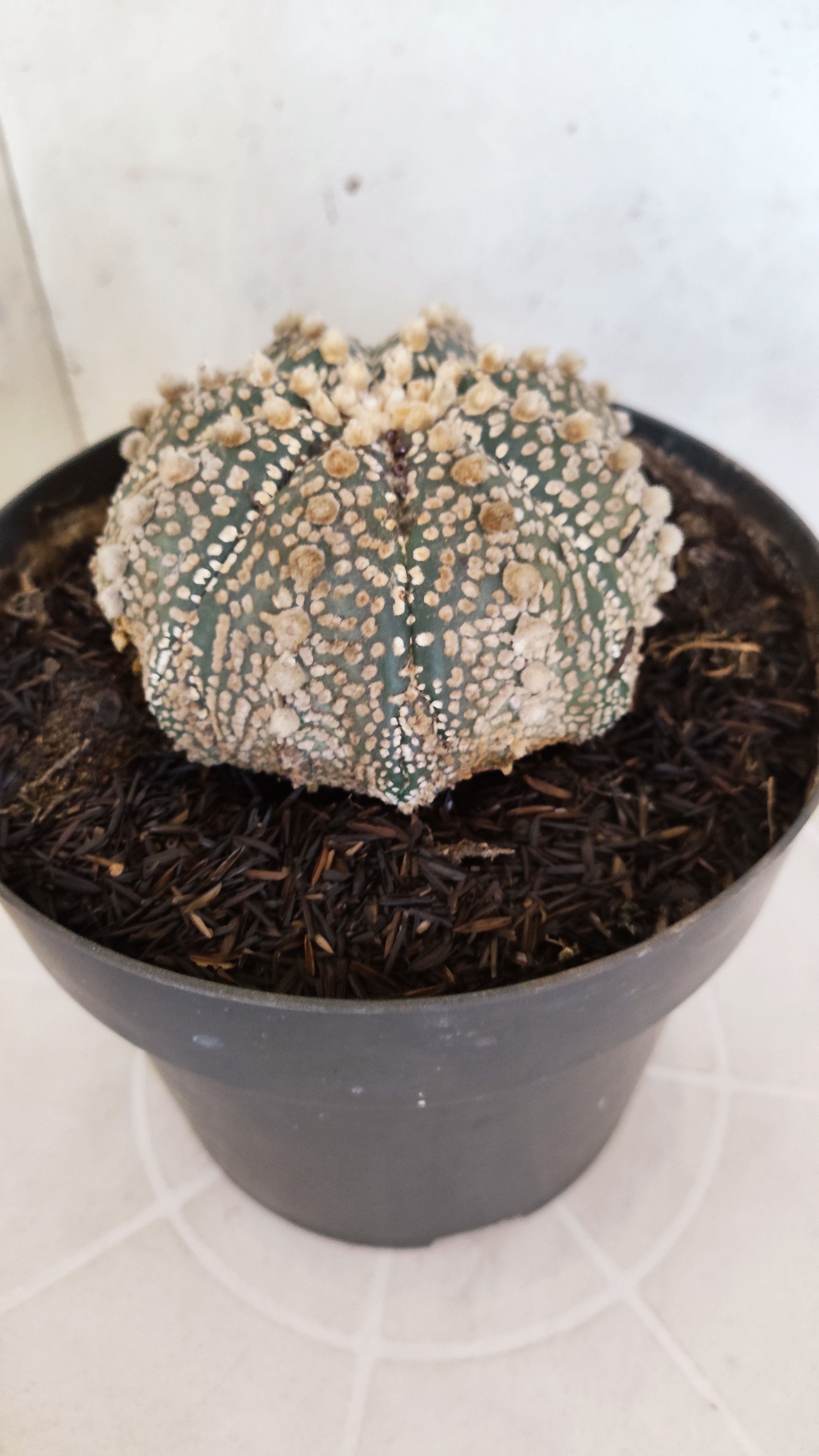 ASTROPHYTUM ASTERIAS "SUPER KABUTO"  Nº 1194 – vaso 17