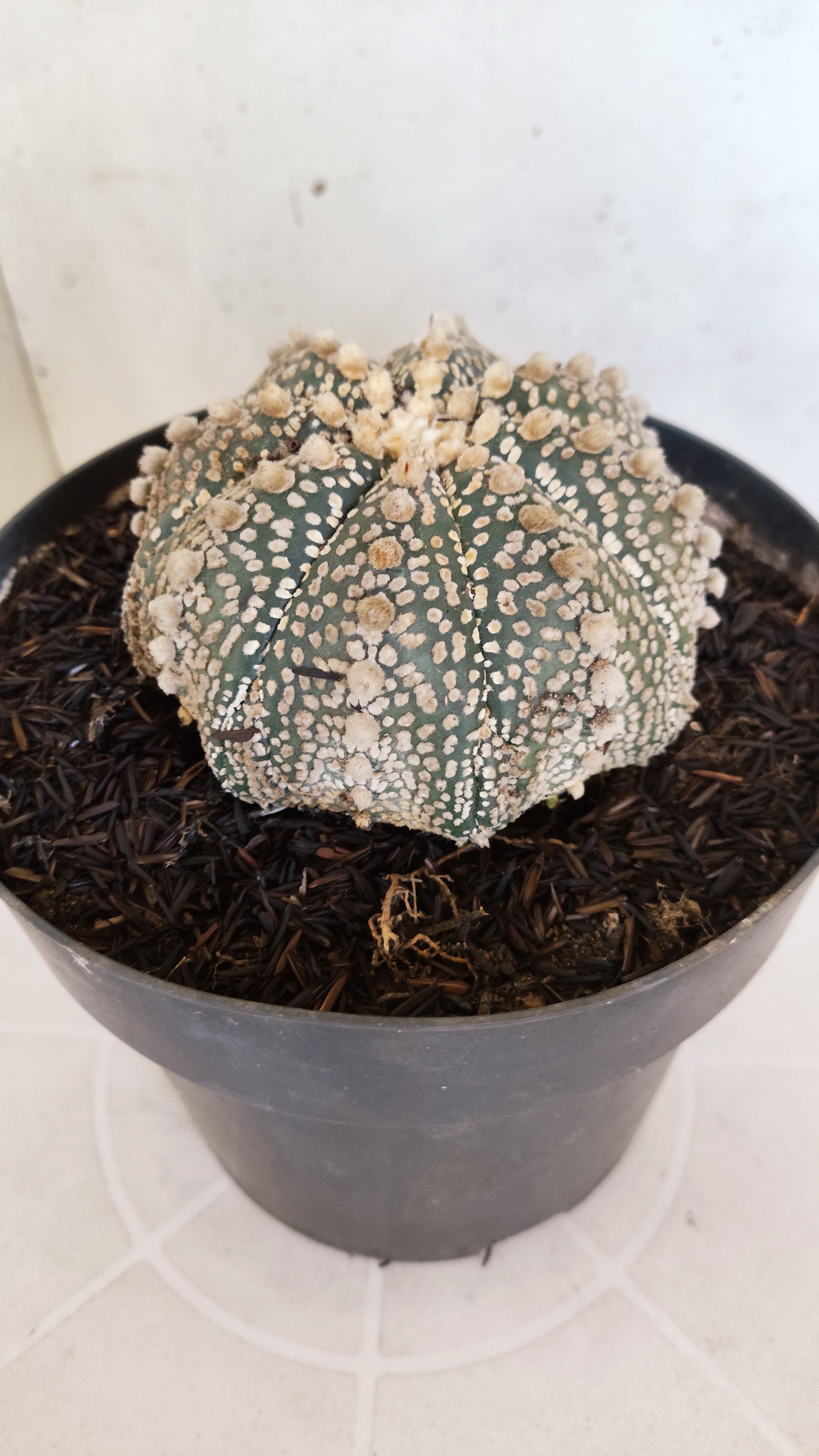ASTROPHYTUM ASTERIAS "SUPER KABUTO"  Nº 1194 – vaso 17