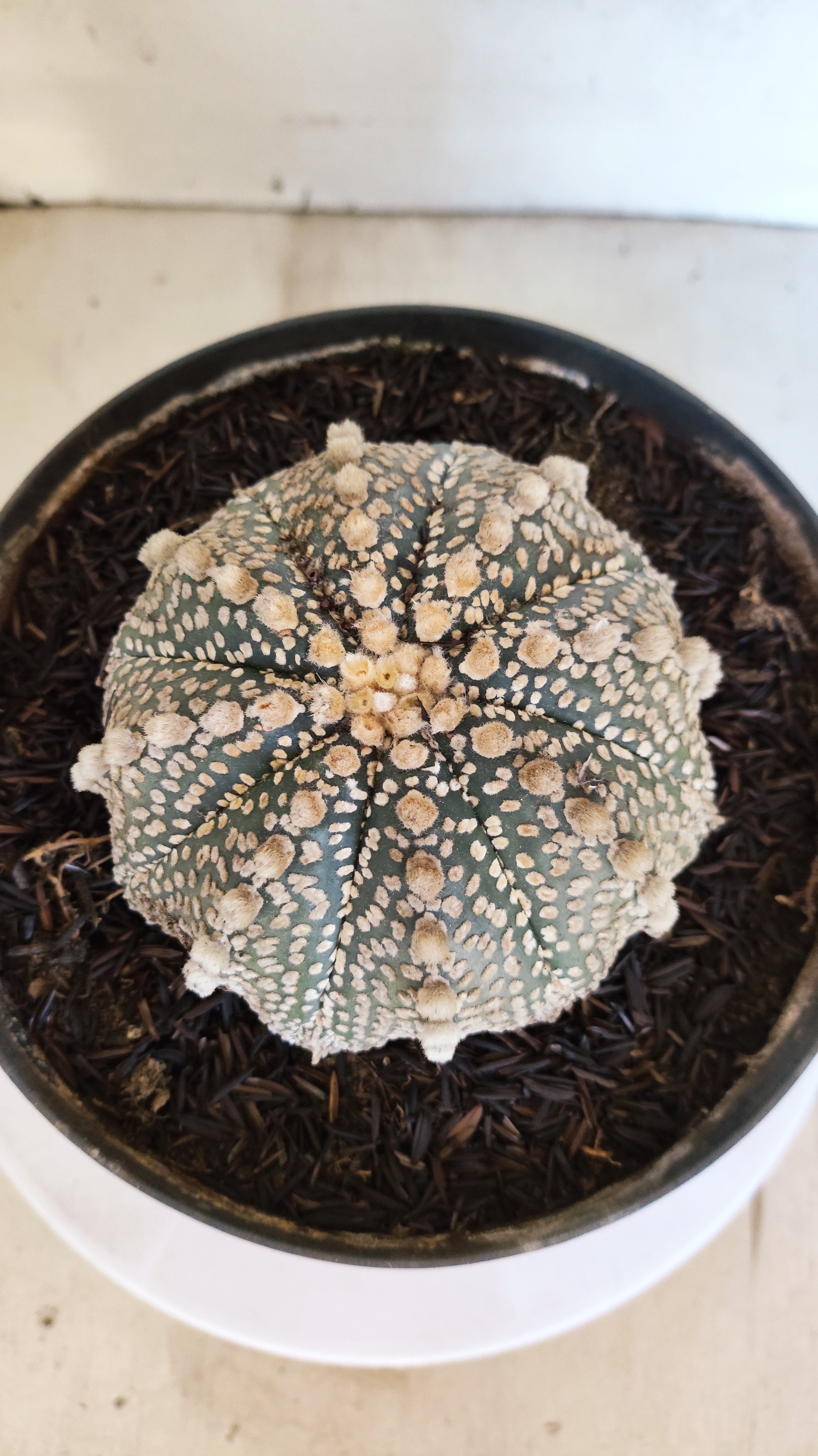 ASTROPHYTUM ASTERIAS "SUPER KABUTO"  Nº 1194 – vaso 17