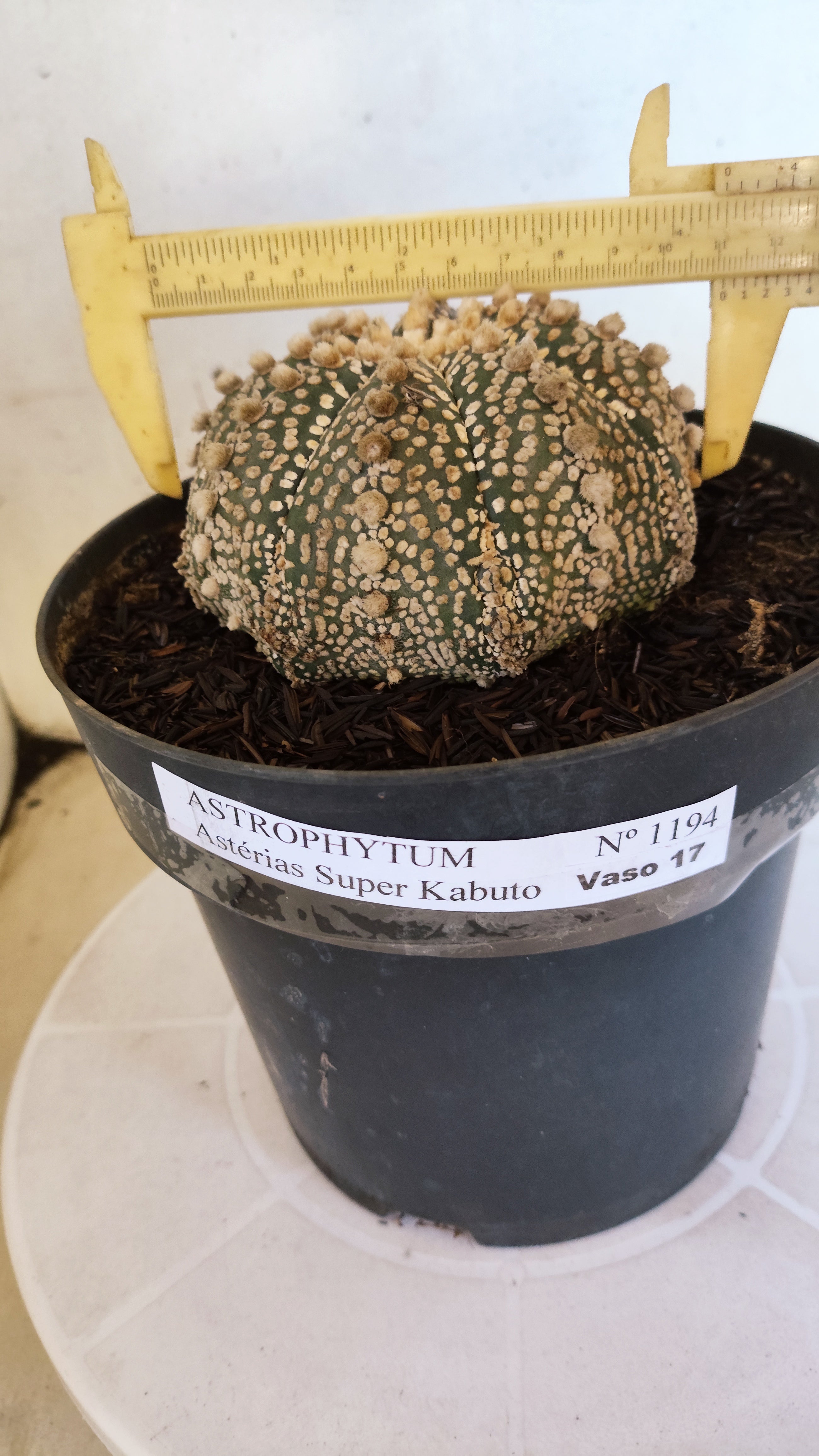 ASTROPHYTUM ASTERIAS "SUPER KABUTO"  Nº 1194 – vaso 17
